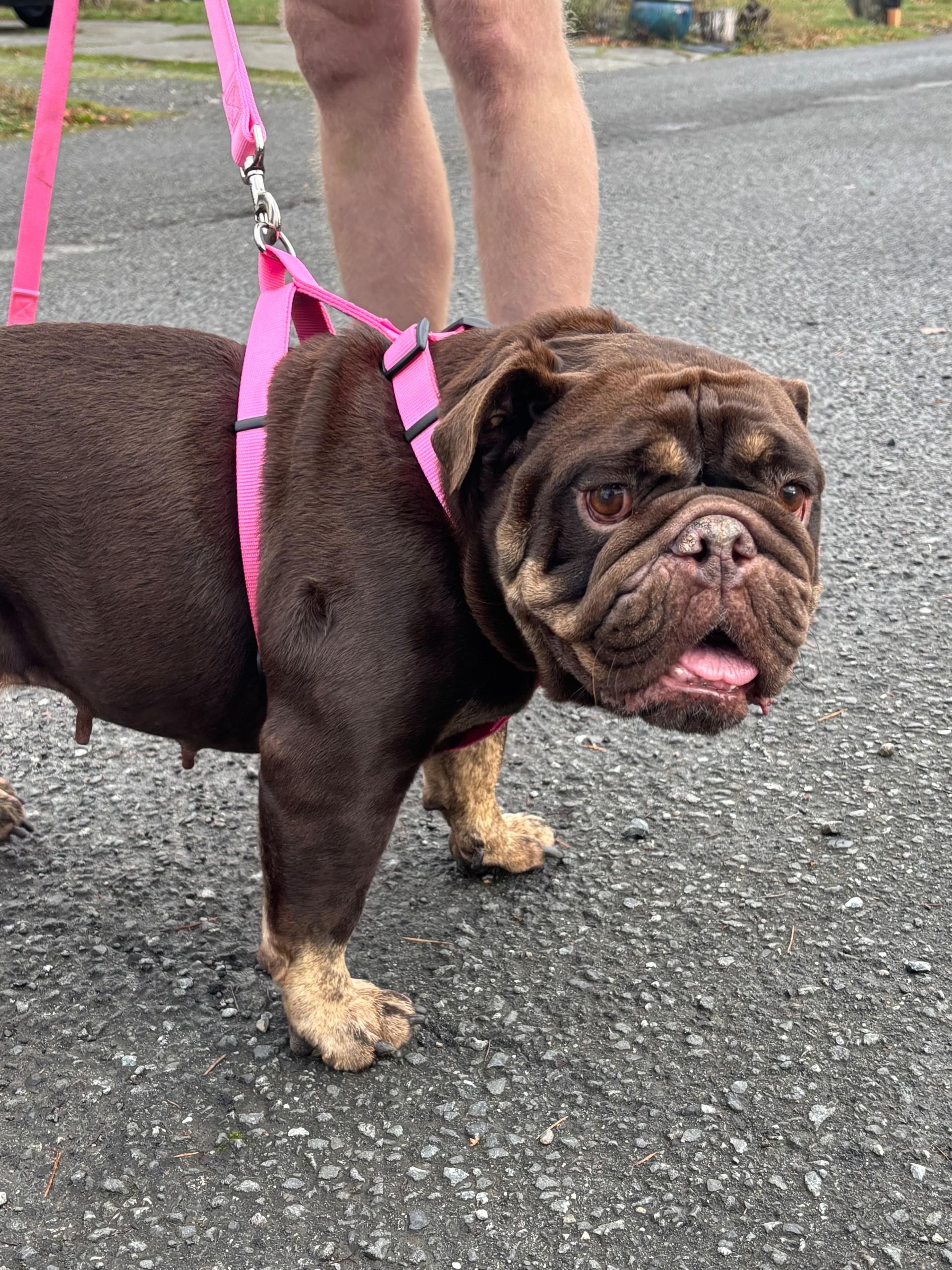 Sally, Adoptable, Adult Female English Bulldog.
