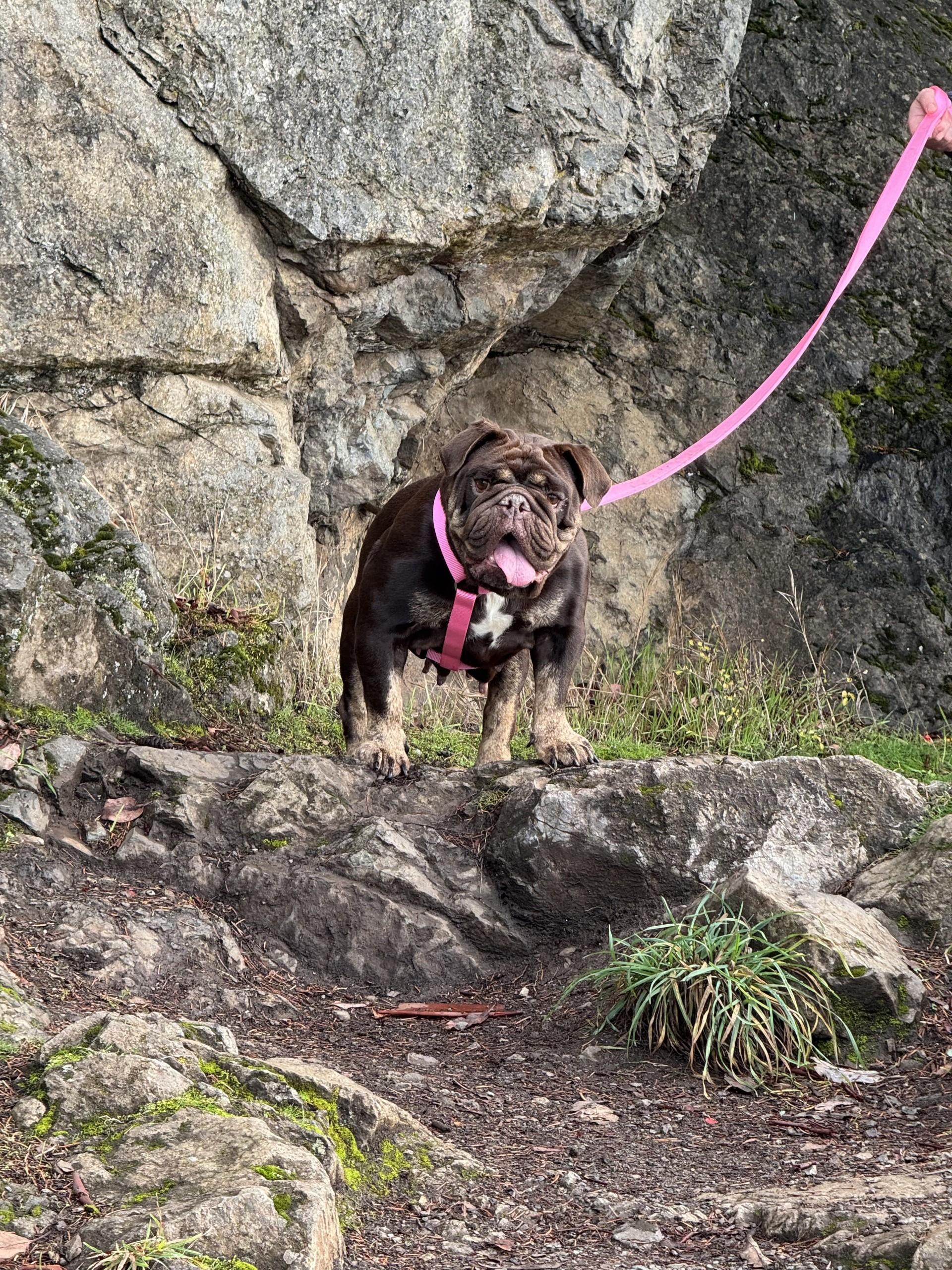 Enlarge Sally, a Adoptable English Bulldog in Friday Harbor, WA image 2/4