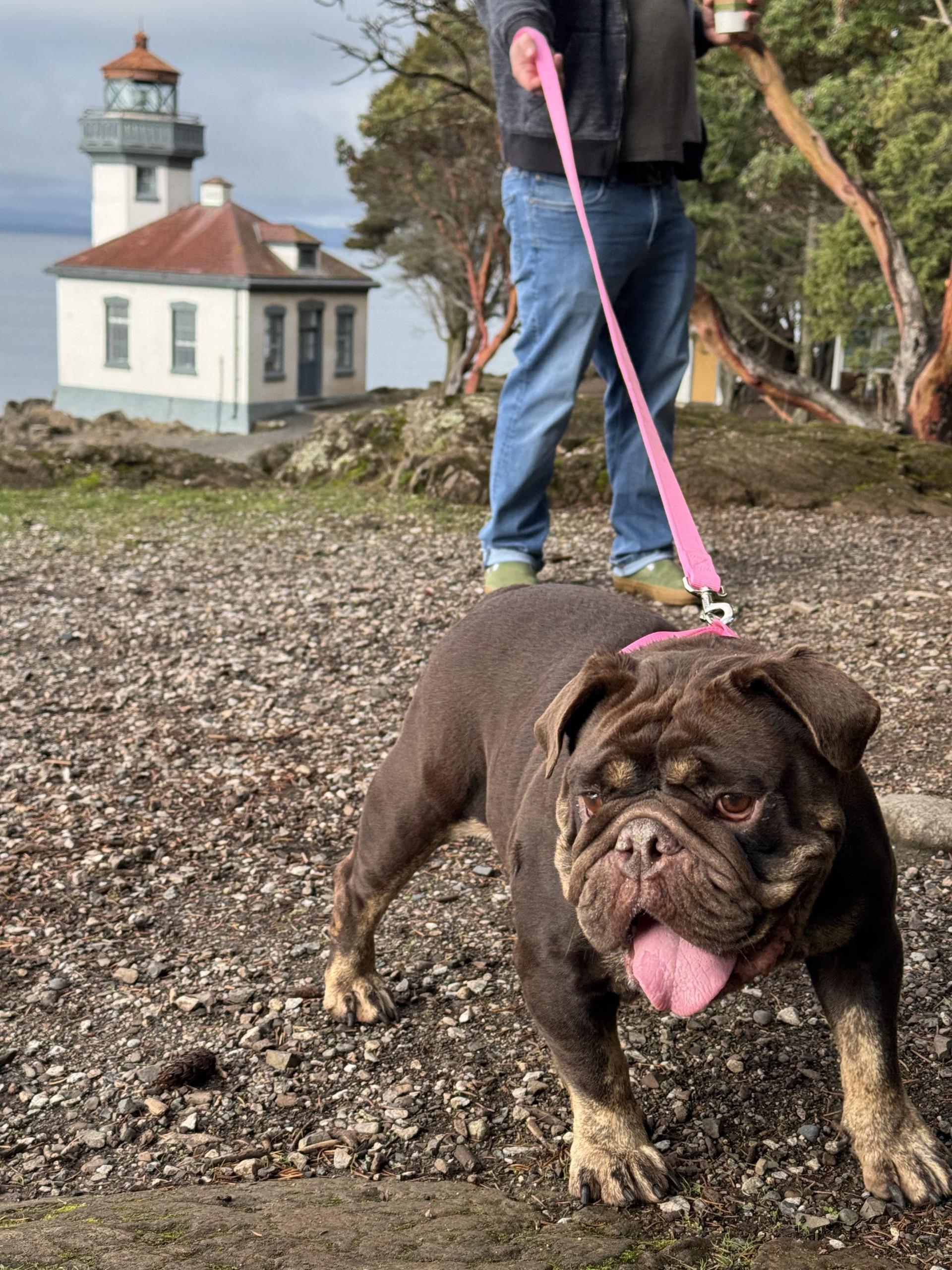 Enlarge Sally, a Adoptable English Bulldog in Friday Harbor, WA image 3/4