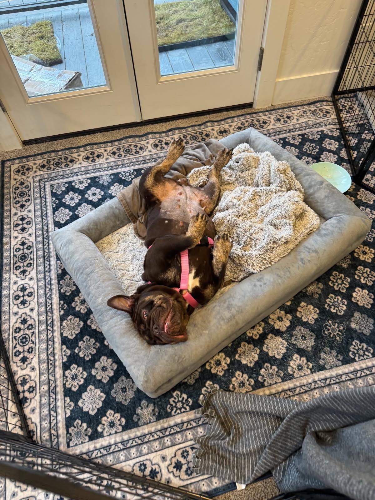 Enlarge Sally, a Adoptable English Bulldog in Friday Harbor, WA image 4/4