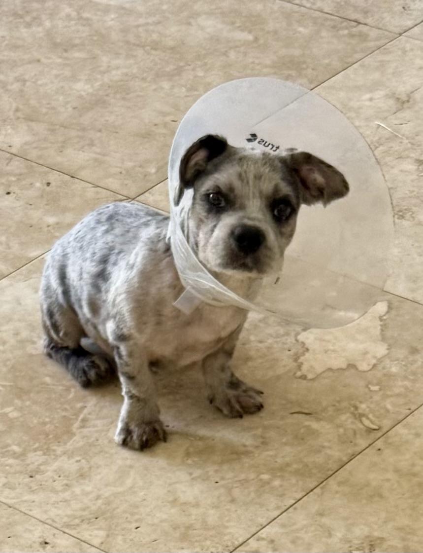Enlarge Hypoallergenic Fluffy Frenchie Puppy Boy Lil , an adopted French Bulldog in Boca Raton, FL image 2/6