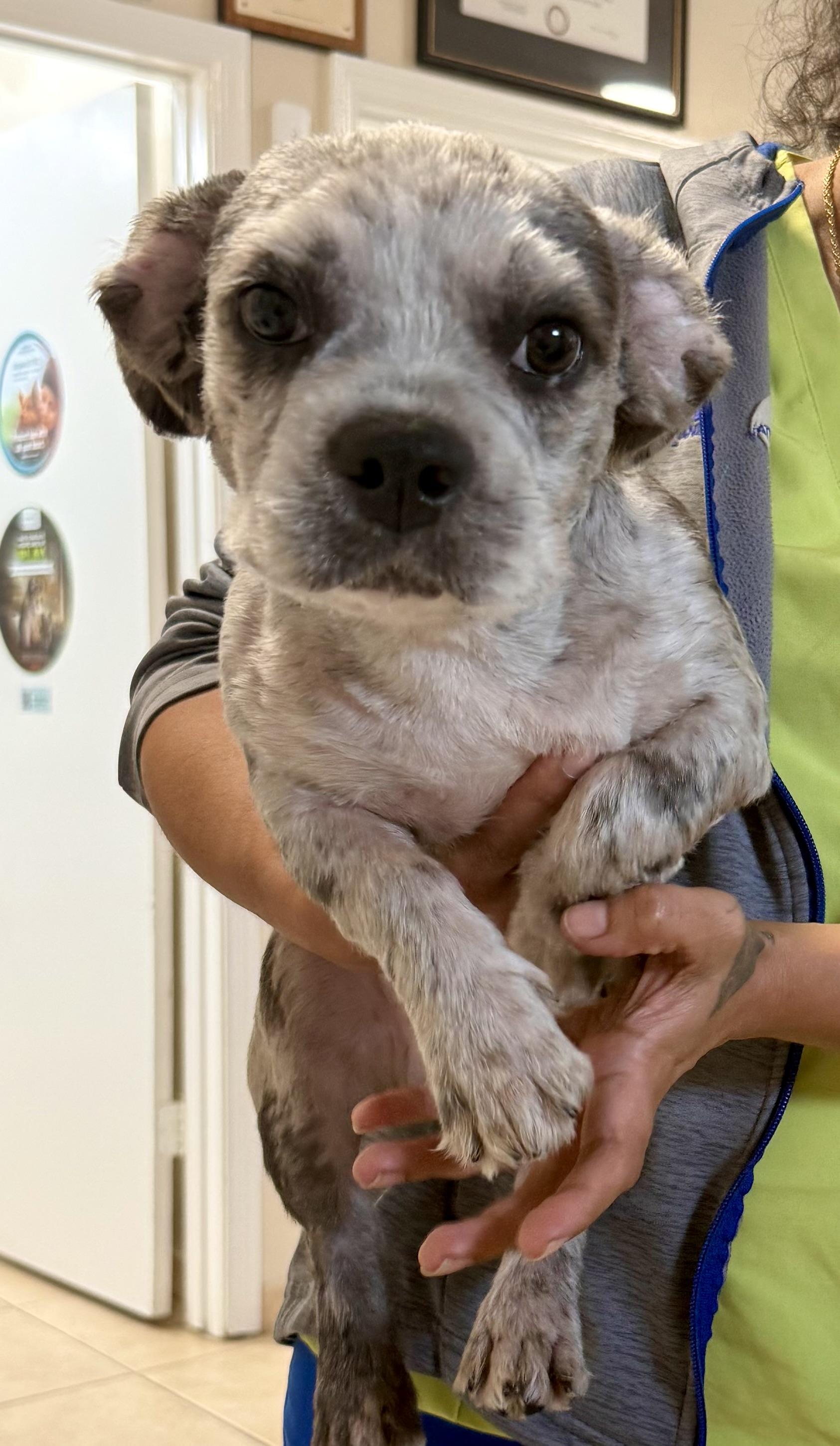 Hypoallergenic Fluffy Frenchie Puppy Boy Lil , adopted, Puppy Male French Bulldog.
