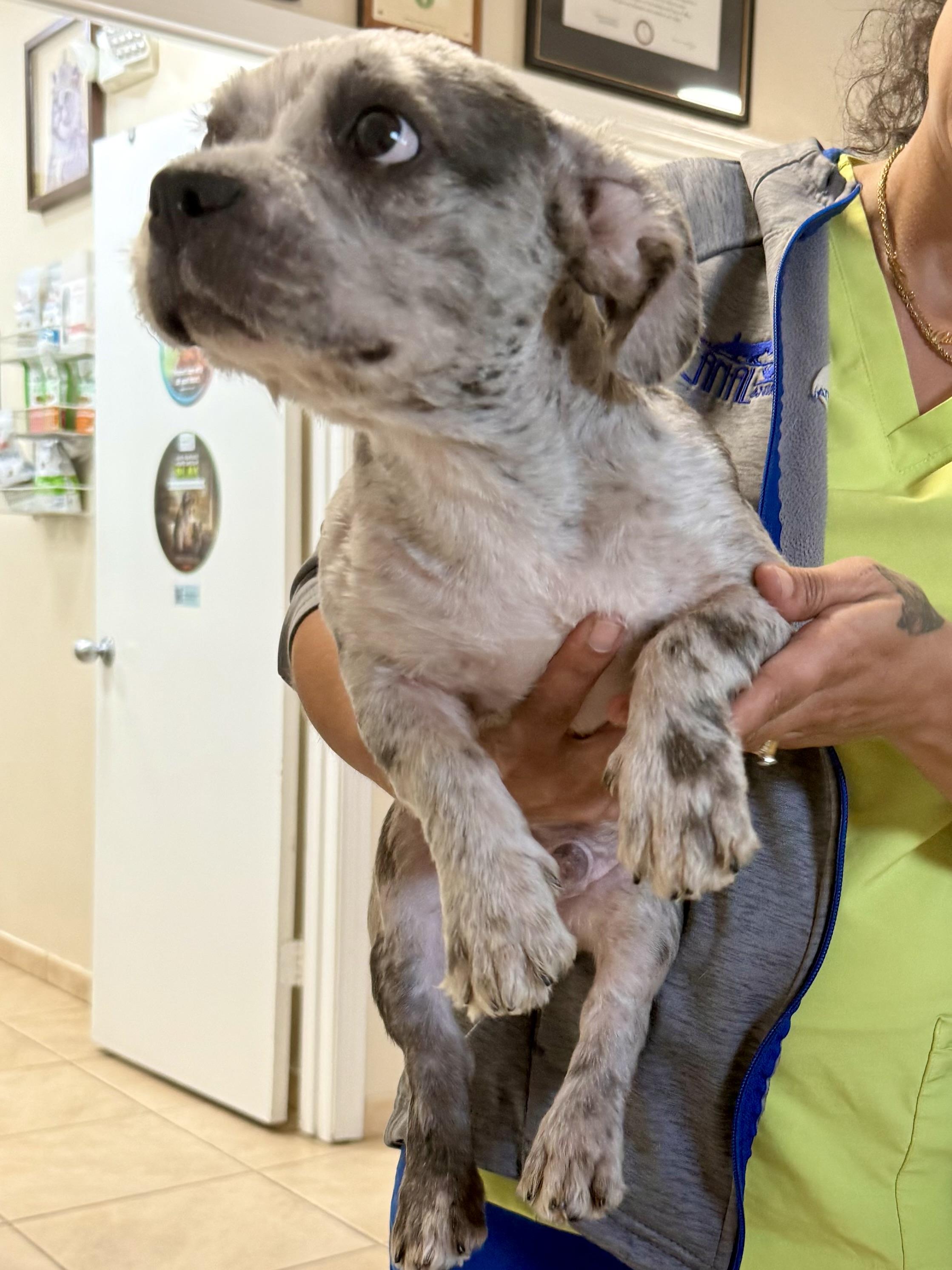 Enlarge Hypoallergenic Fluffy Frenchie Puppy Boy Lil , an adopted French Bulldog in Boca Raton, FL image 5/6