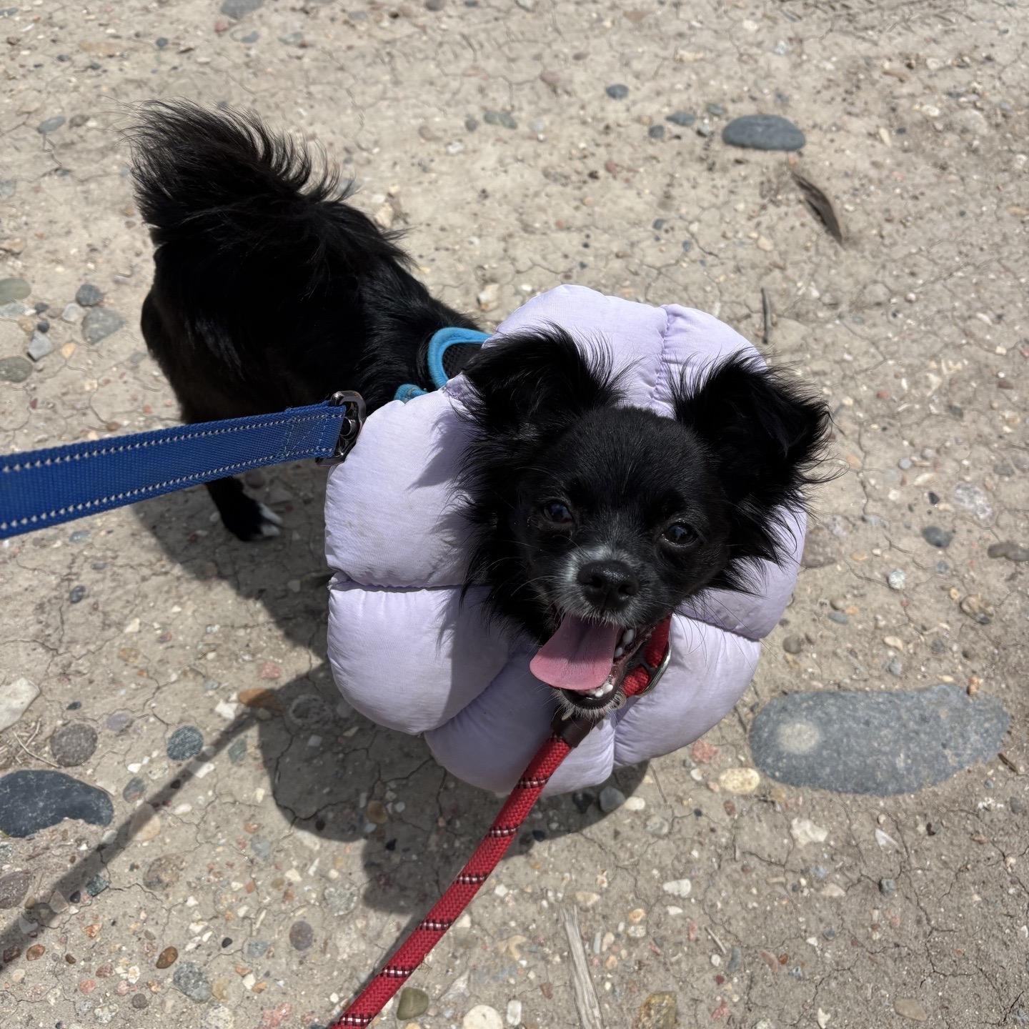 Enlarge Poppy, a Adopted mixed breed in Pueblo, CO image 4/4