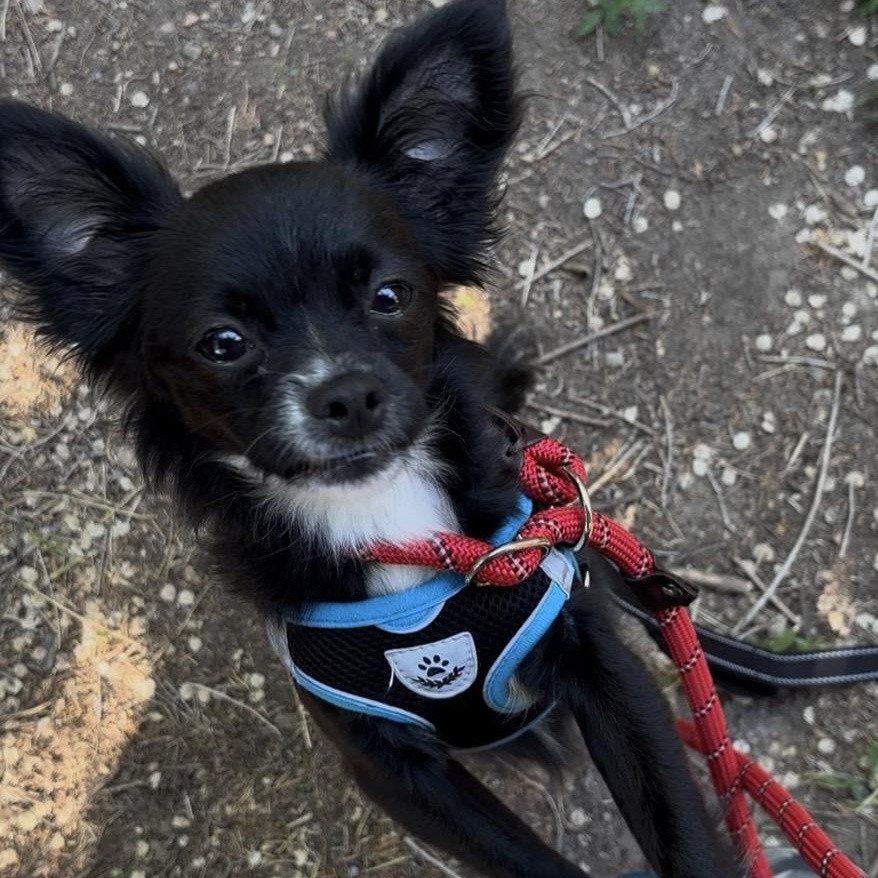 Poppy, Adopted, Young Female Chihuahua.