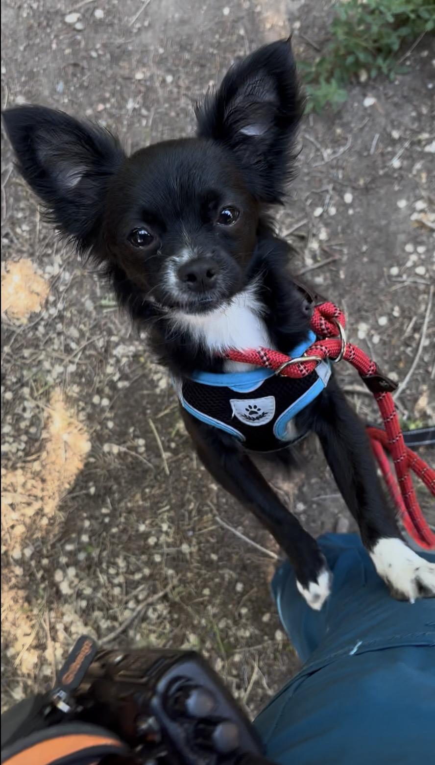 Enlarge Poppy, a Adopted mixed breed in Pueblo, CO image 2/4