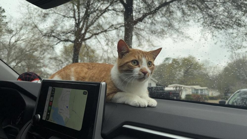 Baby, Adoptable, Adult Male Domestic Short Hair.
