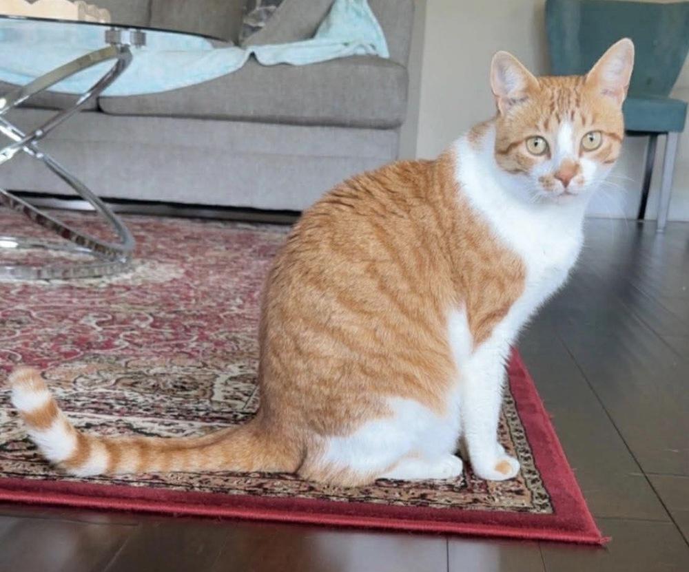 Baby, a Adoptable mixed breed in WARNER ROBINS, GA image 2/5