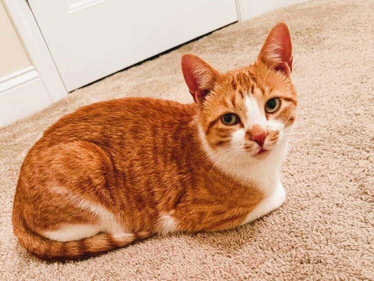 Baby, a Adoptable mixed breed in WARNER ROBINS, GA image 3/5