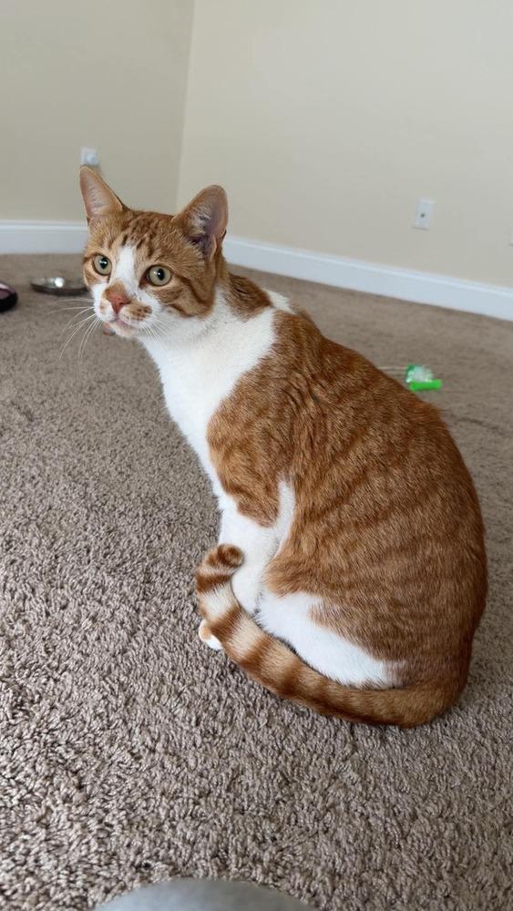 Baby, a Adoptable mixed breed in WARNER ROBINS, GA image 4/5