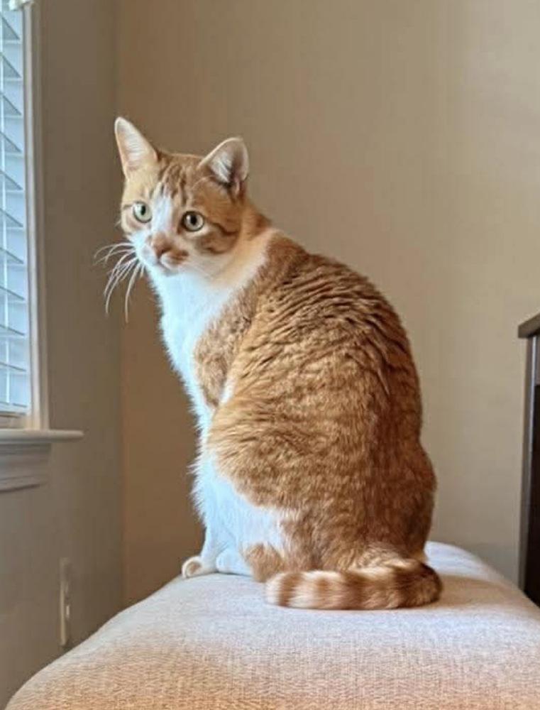 Baby, a Adoptable mixed breed in WARNER ROBINS, GA image 5/5