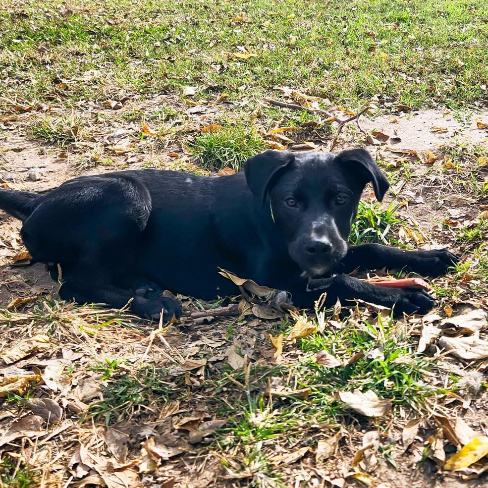 Whiskey, a Adoptable mixed breed in Broken Arrow, OK image 1/4