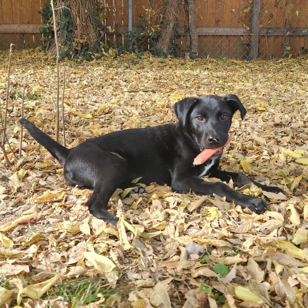 Whiskey, a Adoptable mixed breed in Broken Arrow, OK image 2/4