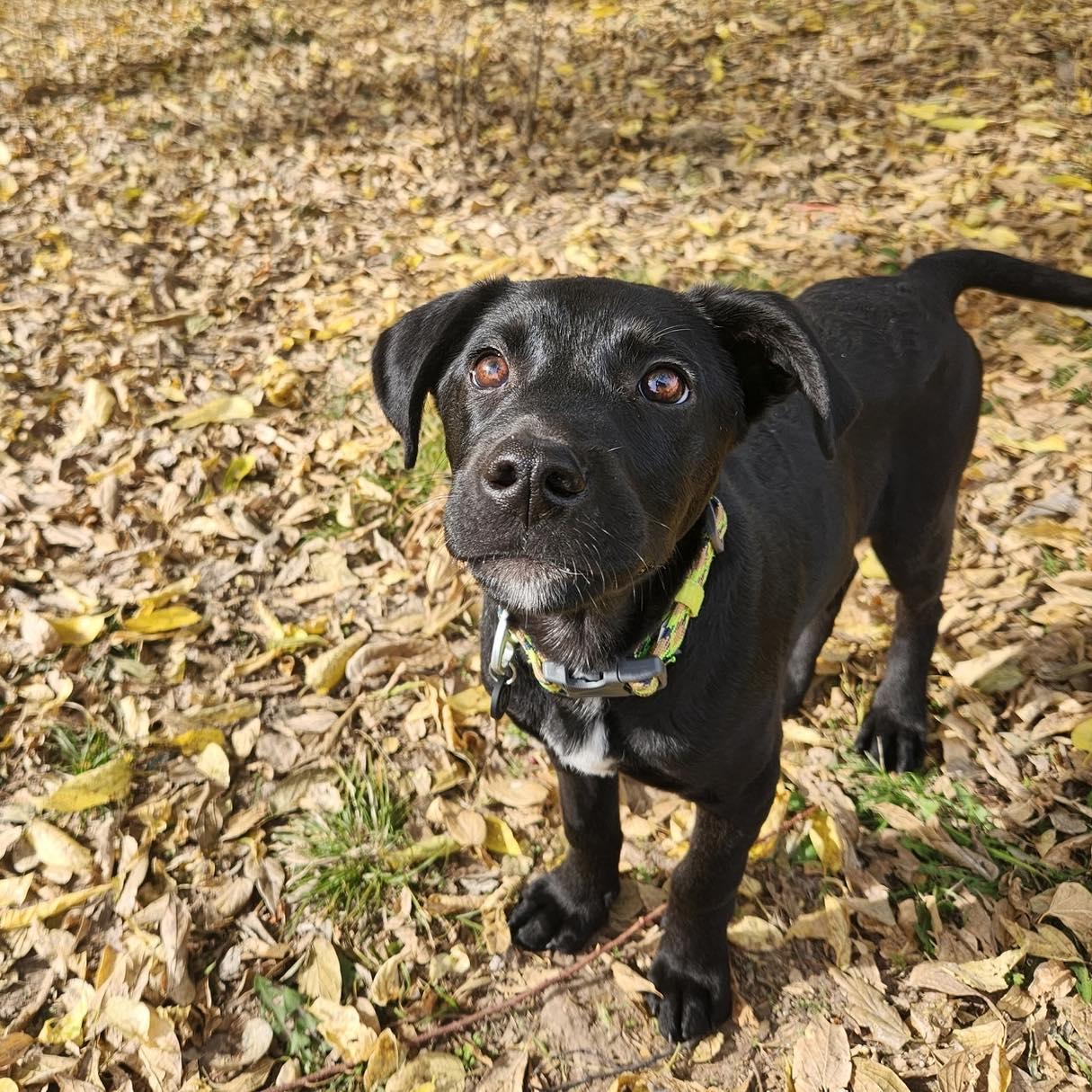 Whiskey, a Adoptable mixed breed in Broken Arrow, OK image 3/4