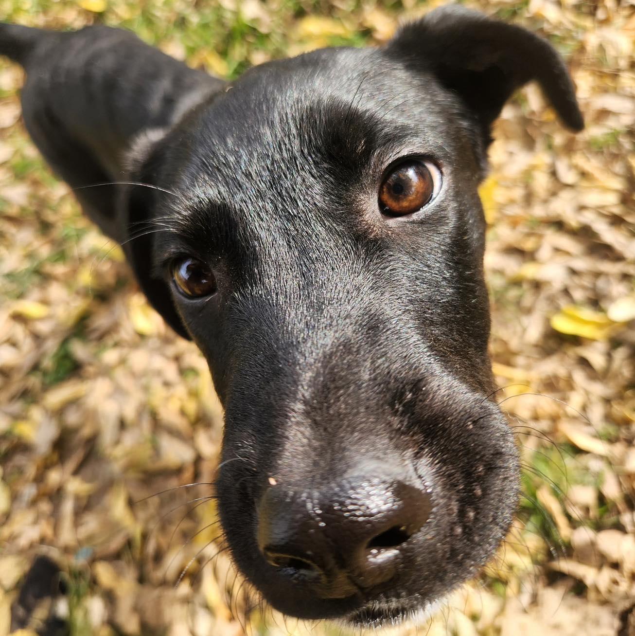 Whiskey, a Adoptable mixed breed in Broken Arrow, OK image 4/4