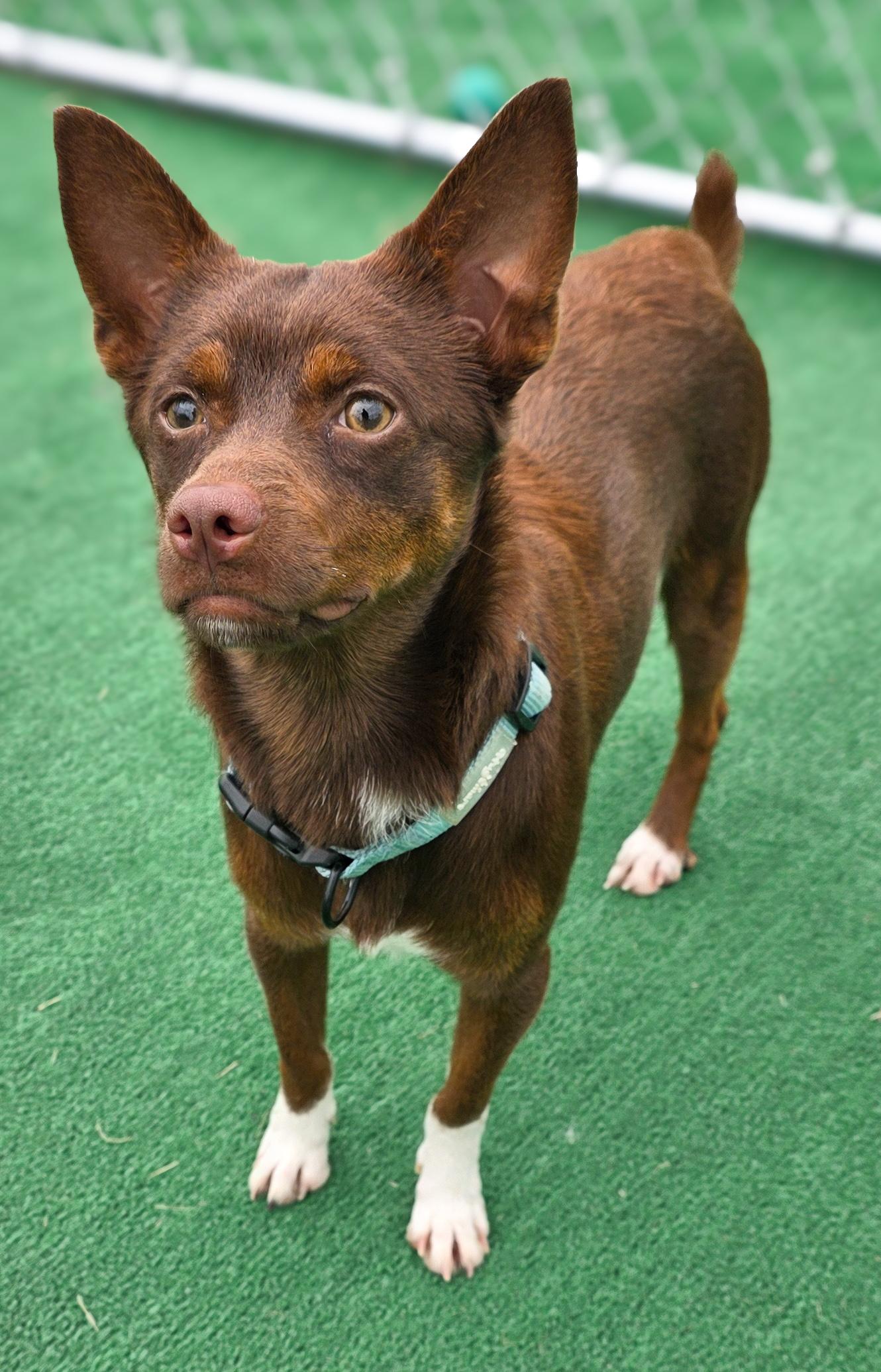 Enlarge Scooter, an adopted Chihuahua in Laurel, MT image 3/4