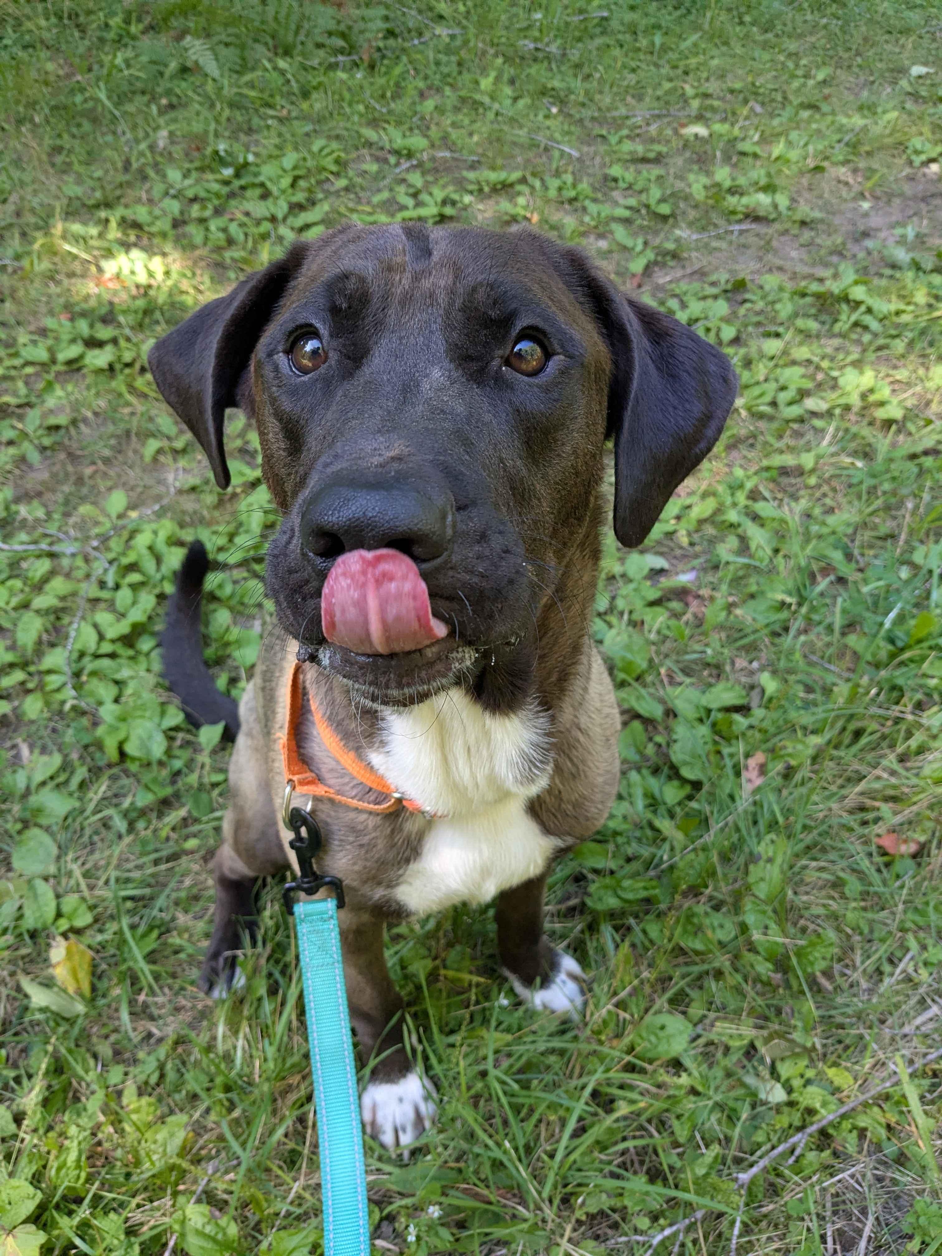 Enlarge Grizzly, a Adoptable Mixed Breed in Houghton, MI image 4/4
