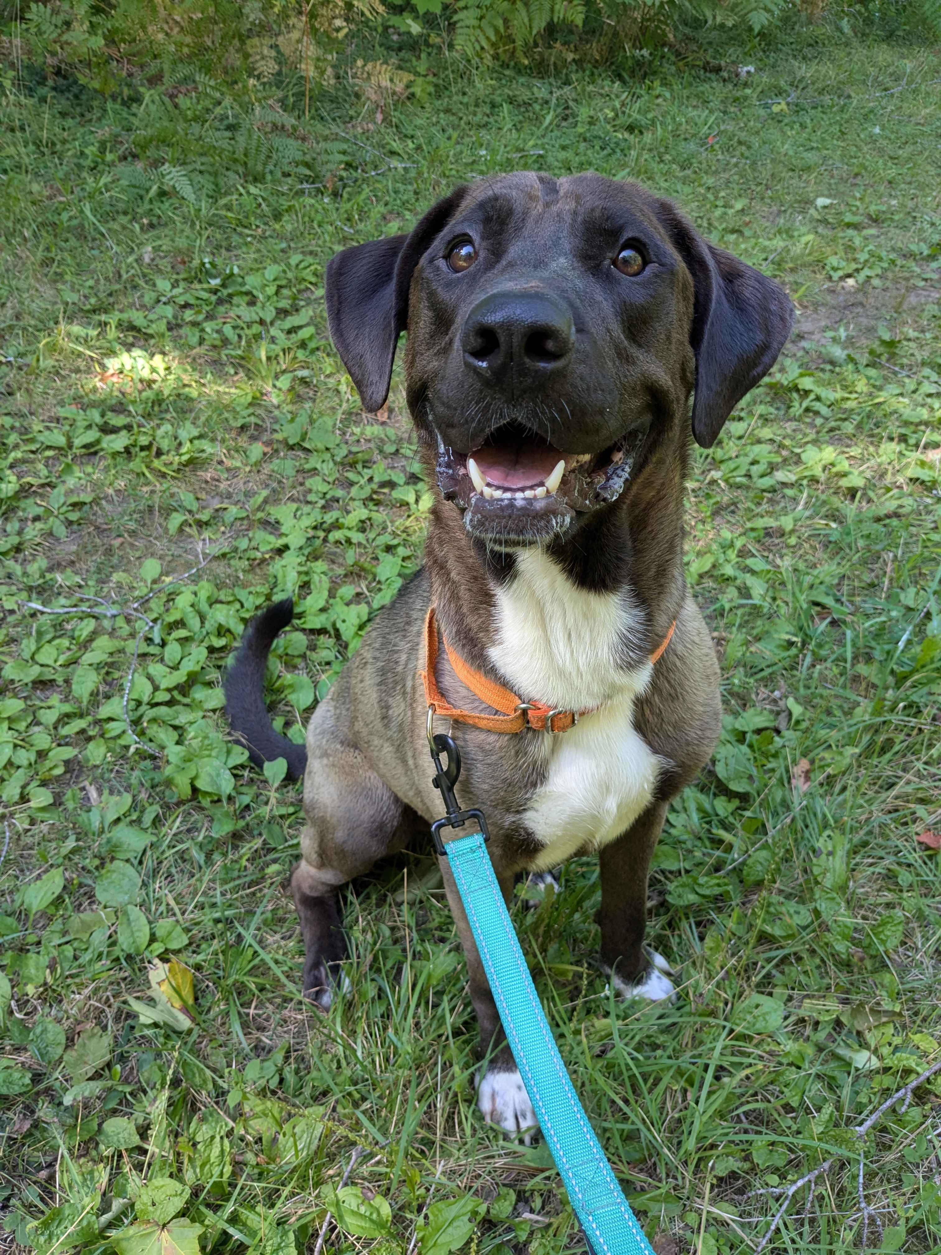 Grizzly, Adoptable, Adult Male Mixed Breed.