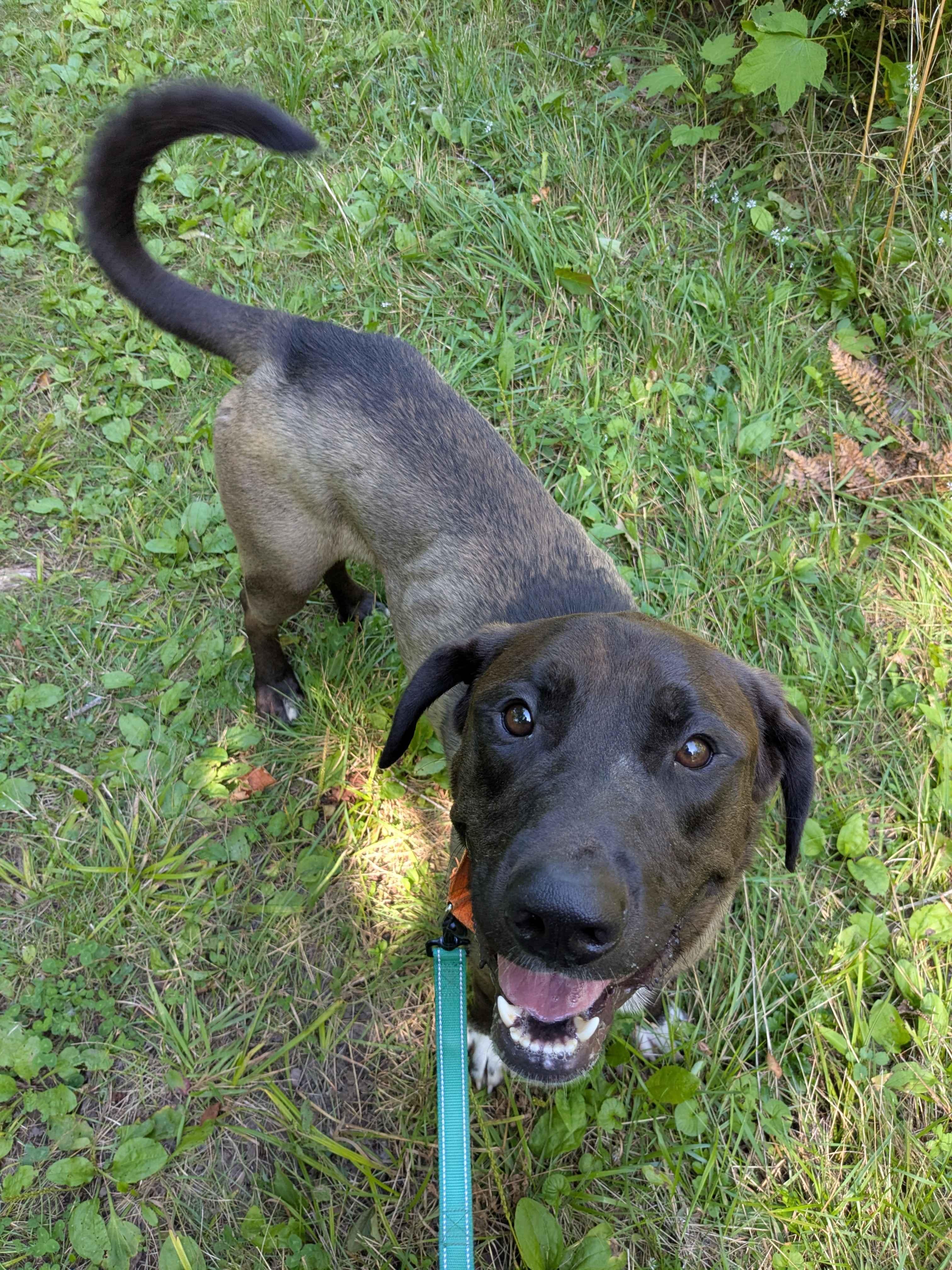 Enlarge Grizzly, a Adoptable Mixed Breed in Houghton, MI image 3/4
