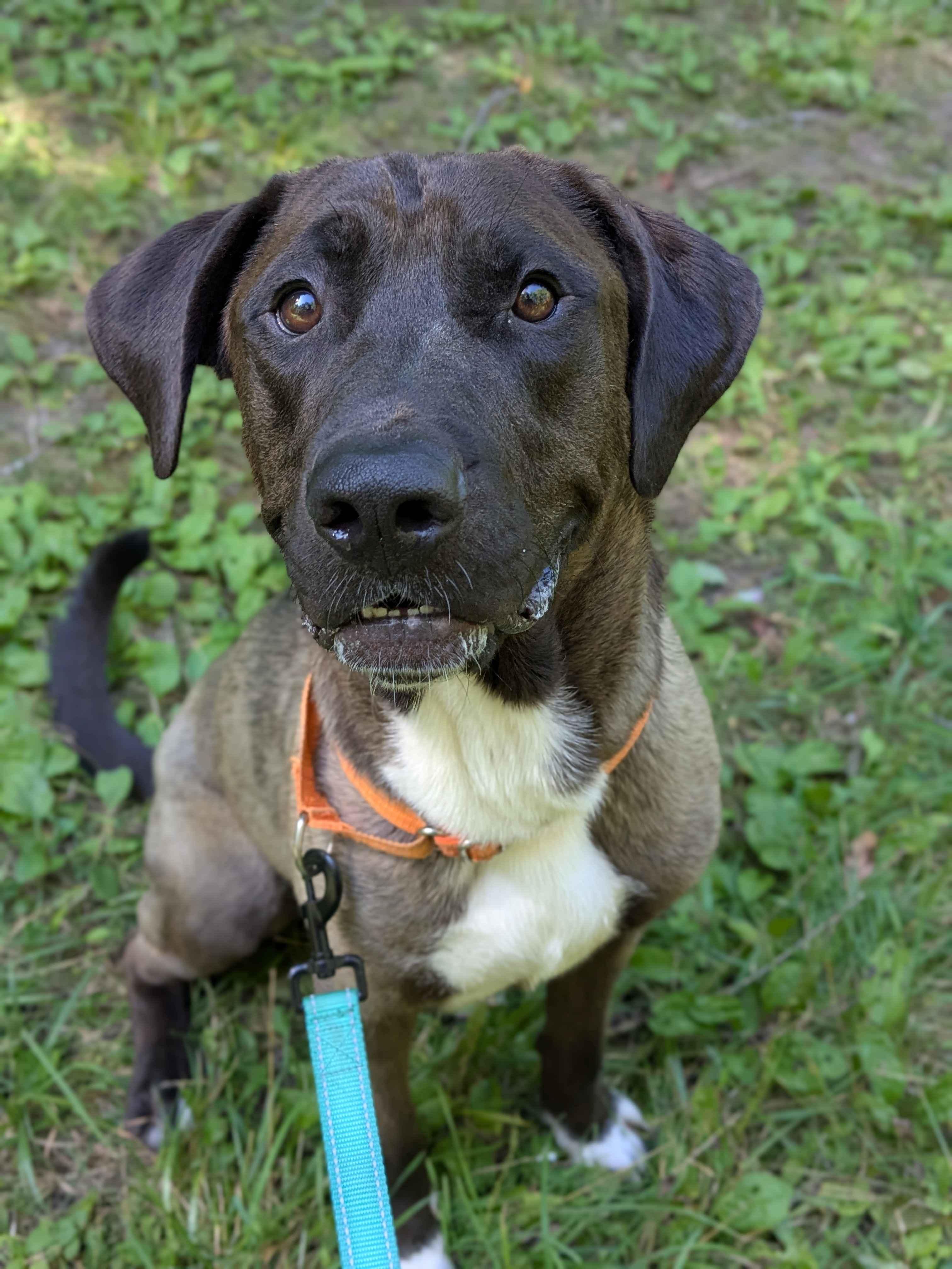 Enlarge Grizzly, a Adoptable Mixed Breed in Houghton, MI image 2/4