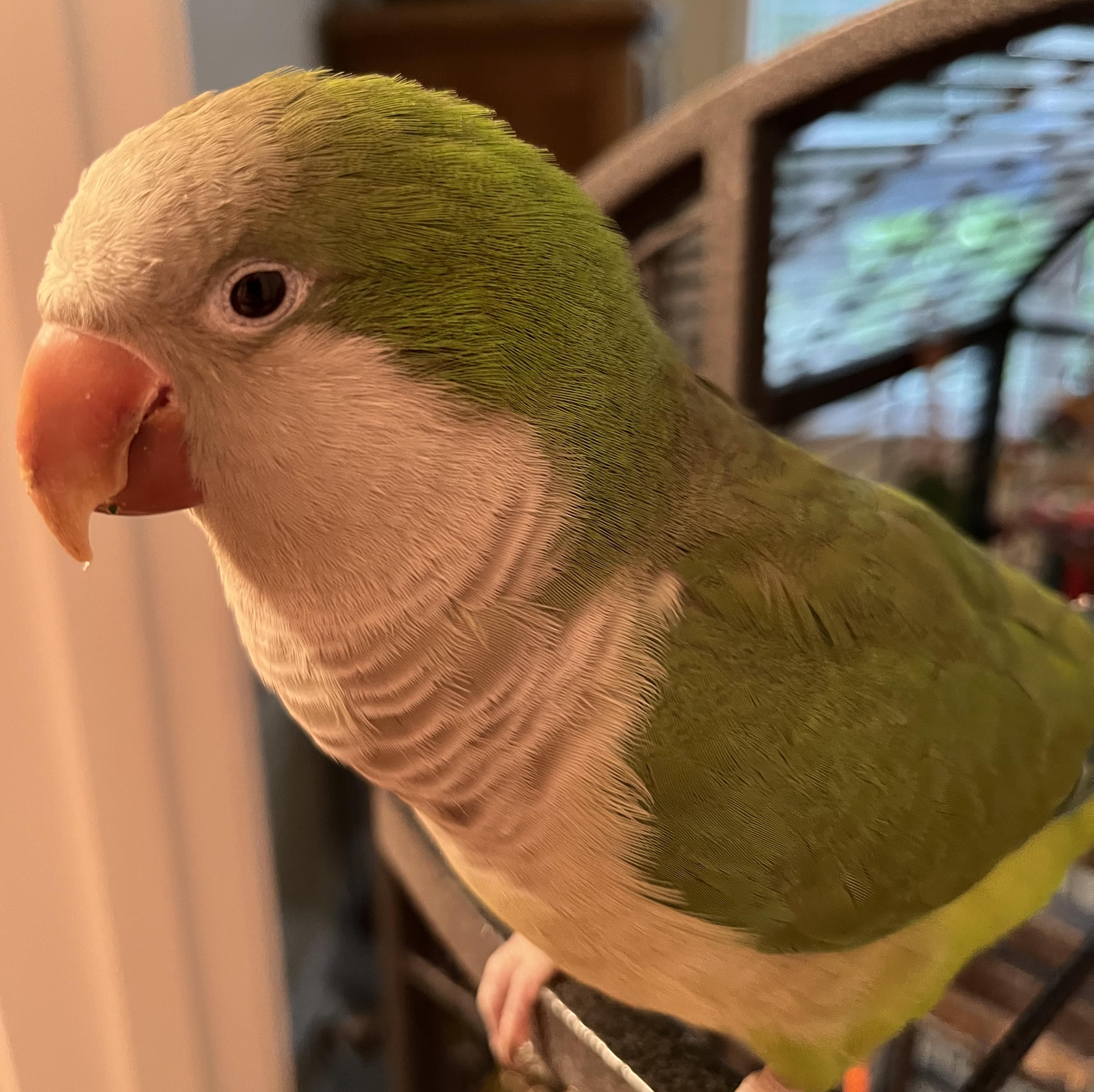 Enlarge Ruby, a Adoptable Quaker Parakeet in Greenville, SC image 5/5