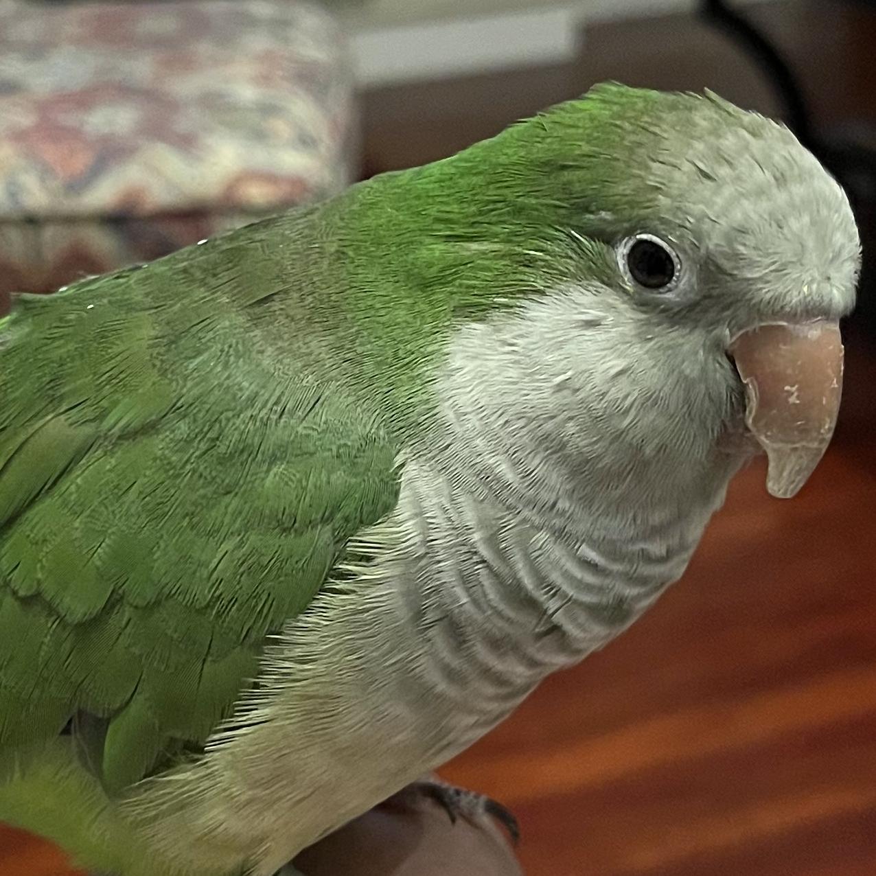Ruby, Adoptable, Adult Female Quaker Parakeet.