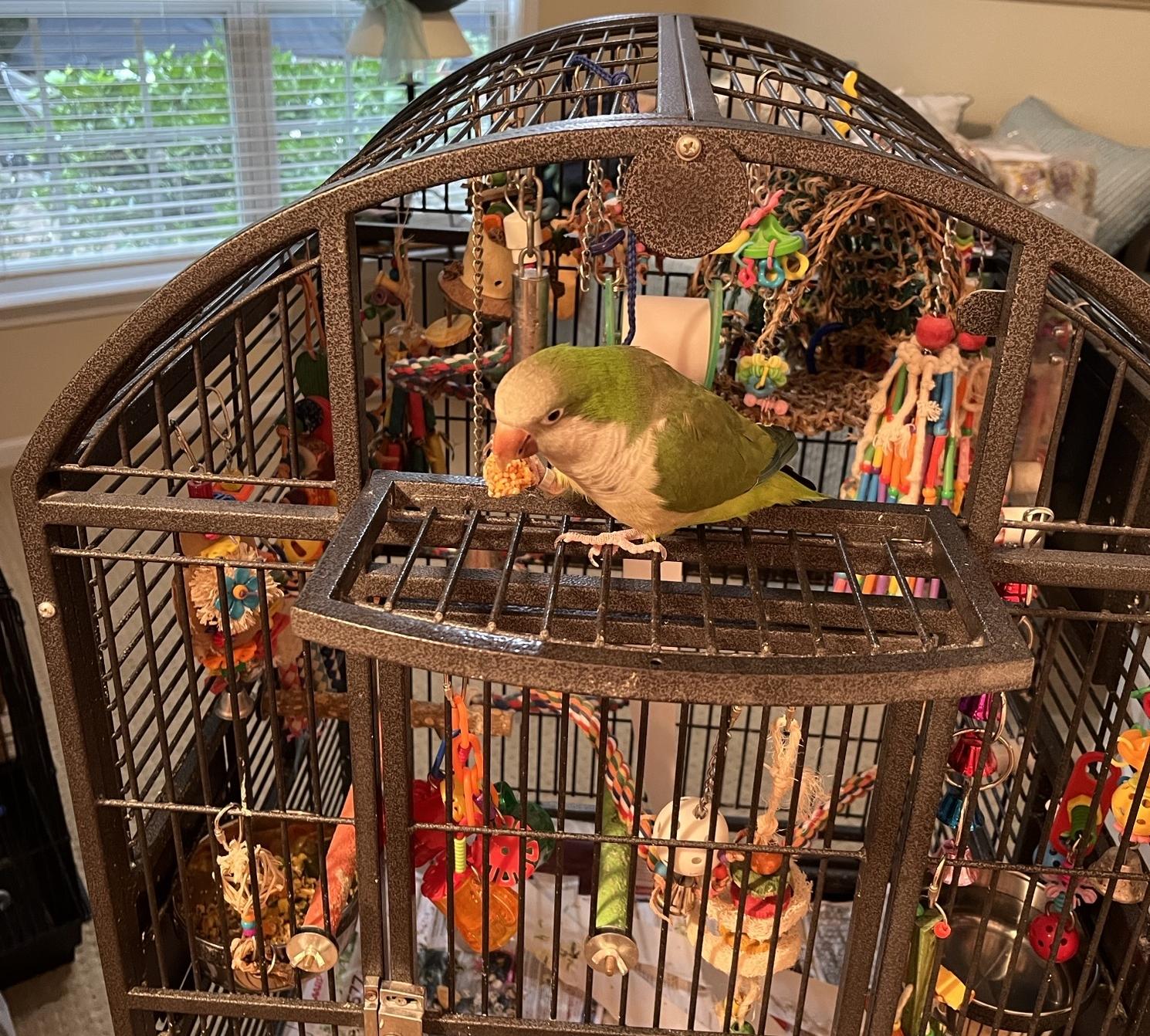 Enlarge Ruby, a Adoptable Quaker Parakeet in Greenville, SC image 4/5