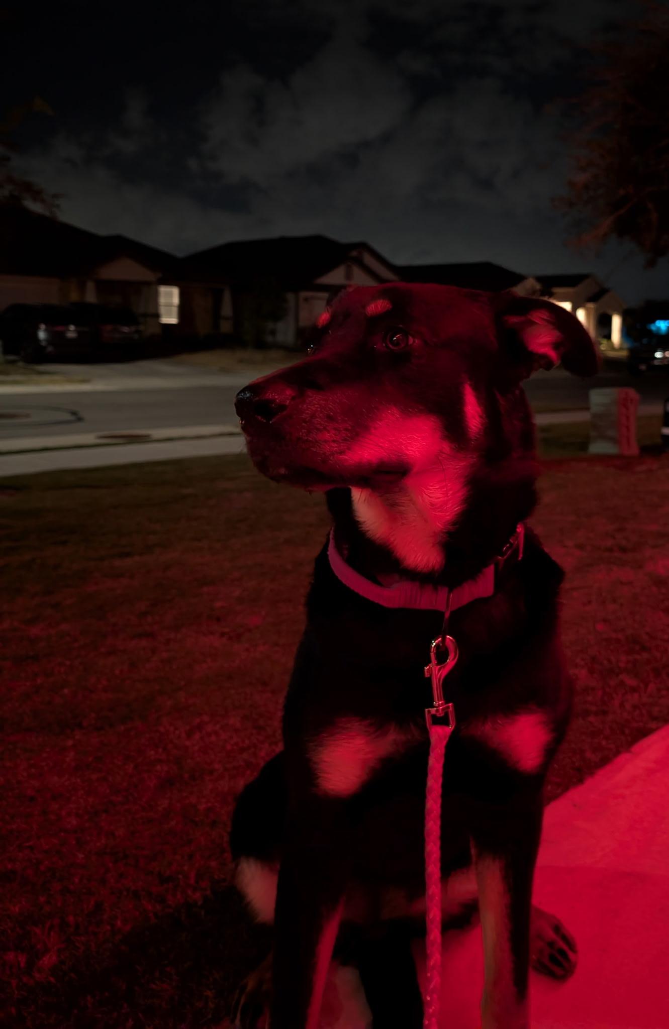 Enlarge Zella, a Adoptable mixed breed in Pflugerville, TX image 5/6
