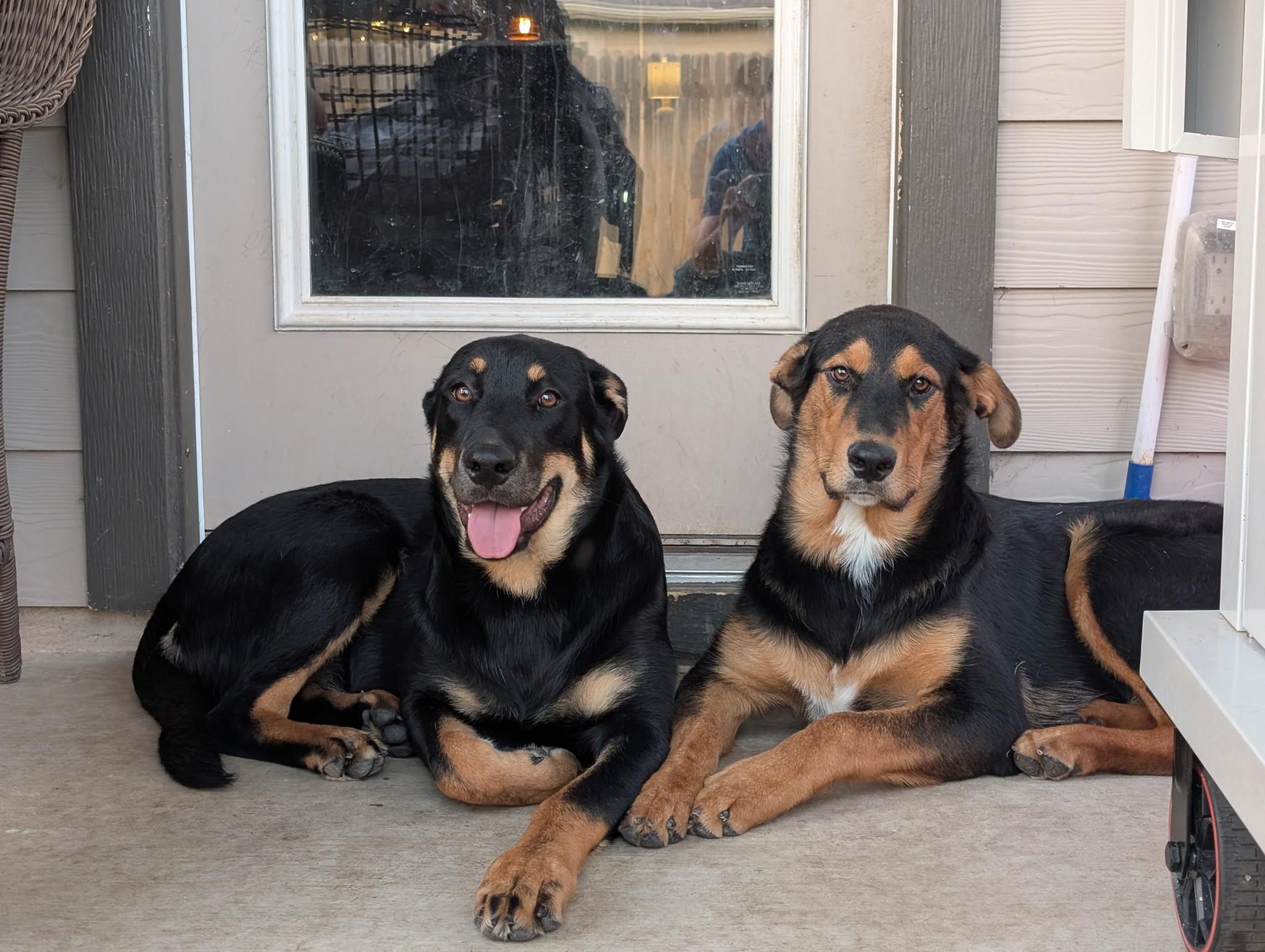 Zella, Adoptable, Young Female German Shepherd Dog & Rottweiler.