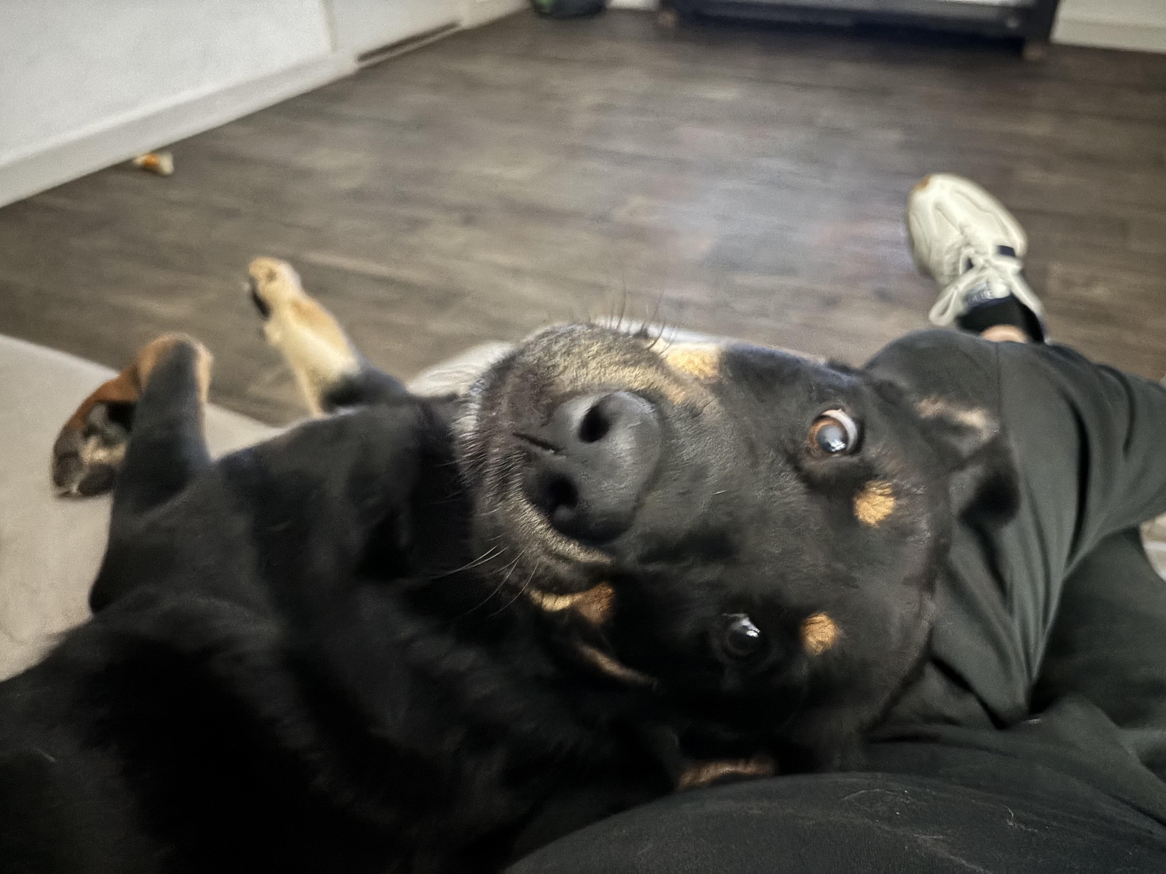 Enlarge Zella, a Adoptable mixed breed in Pflugerville, TX image 2/6