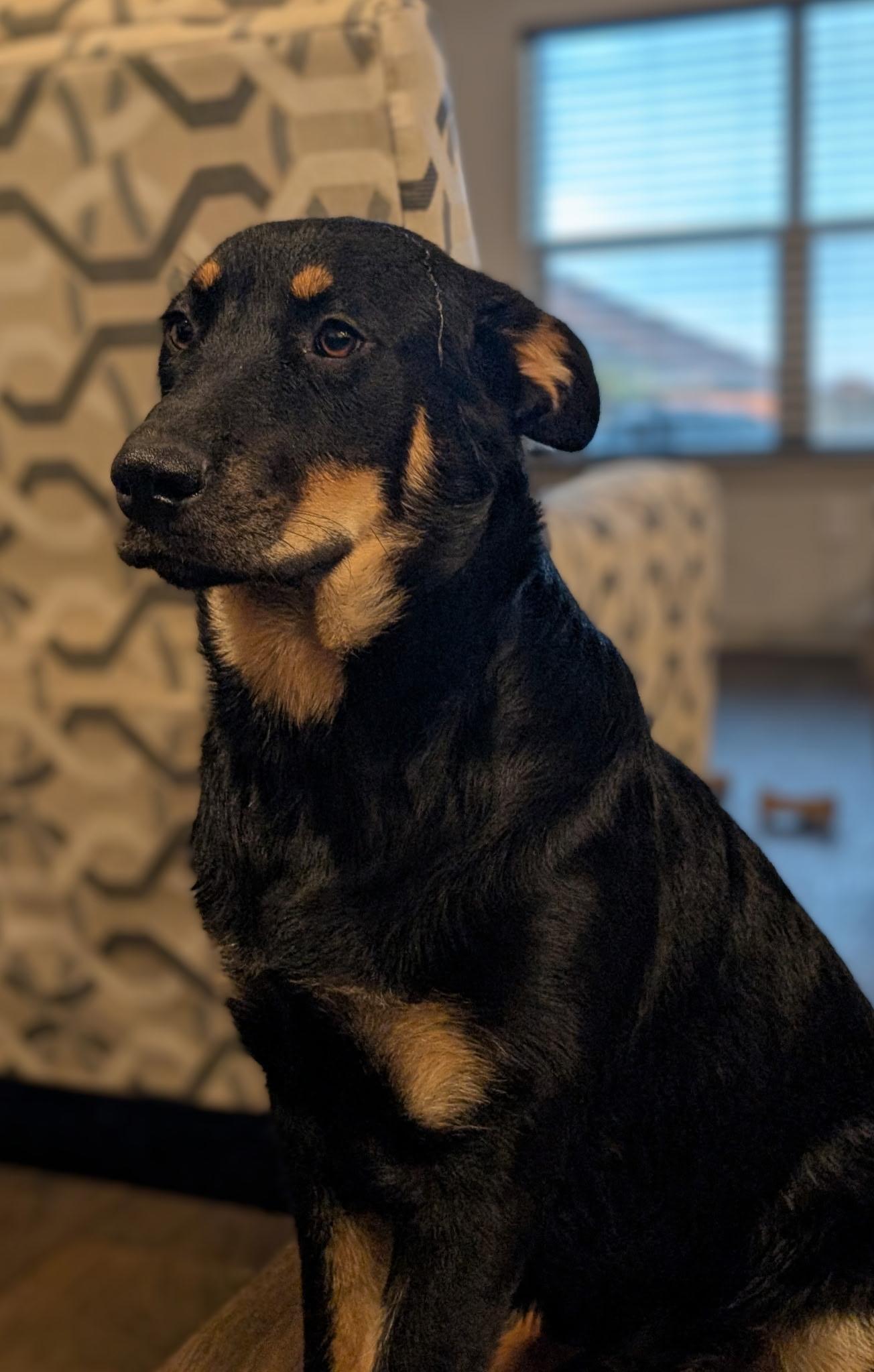 Enlarge Zella, a Adoptable mixed breed in Pflugerville, TX image 4/6