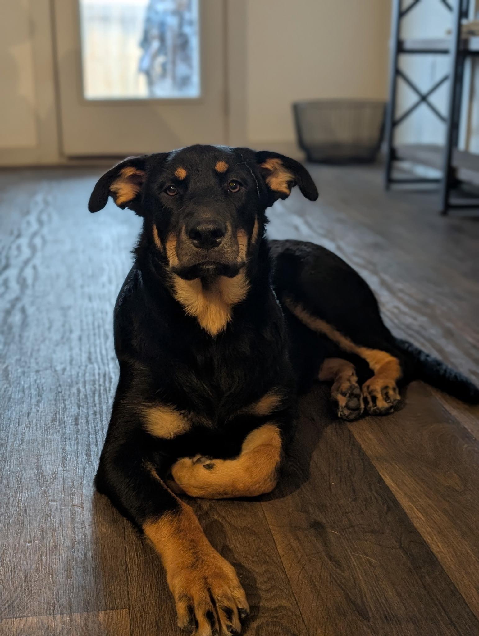 Enlarge Zella, a Adoptable mixed breed in Pflugerville, TX image 3/3