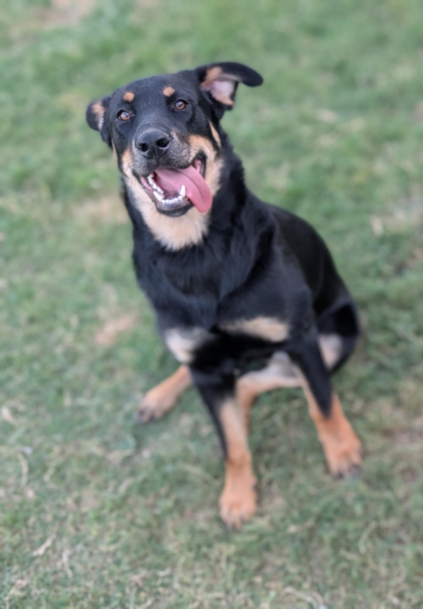 Enlarge Zella, a Adoptable mixed breed in Pflugerville, TX image 1/6