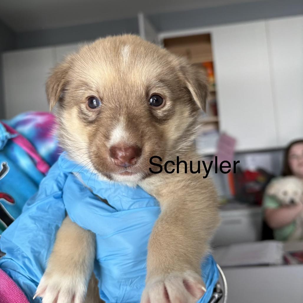 Schuyler, Adoptable, Puppy Female Siberian Husky & Mixed Breed.