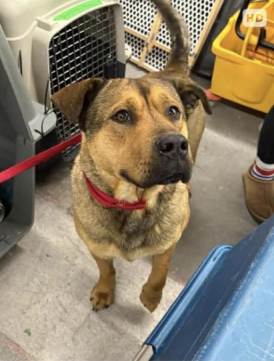 Enlarge Philip, a ADOPTABLE mixed breed in Winnipeg, MB image 1/4