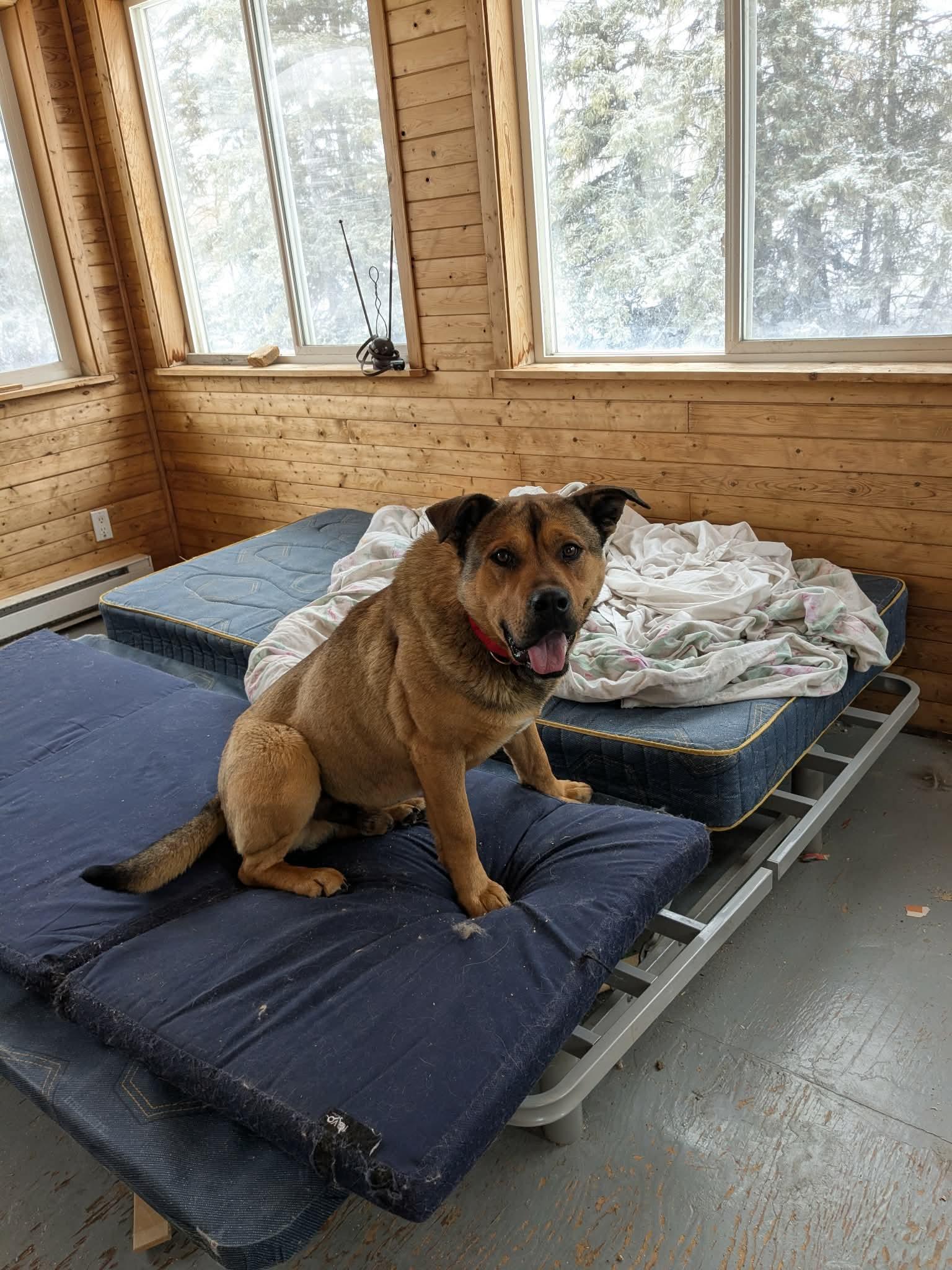 Enlarge Philip, a ADOPTABLE mixed breed in Winnipeg, MB image 4/4