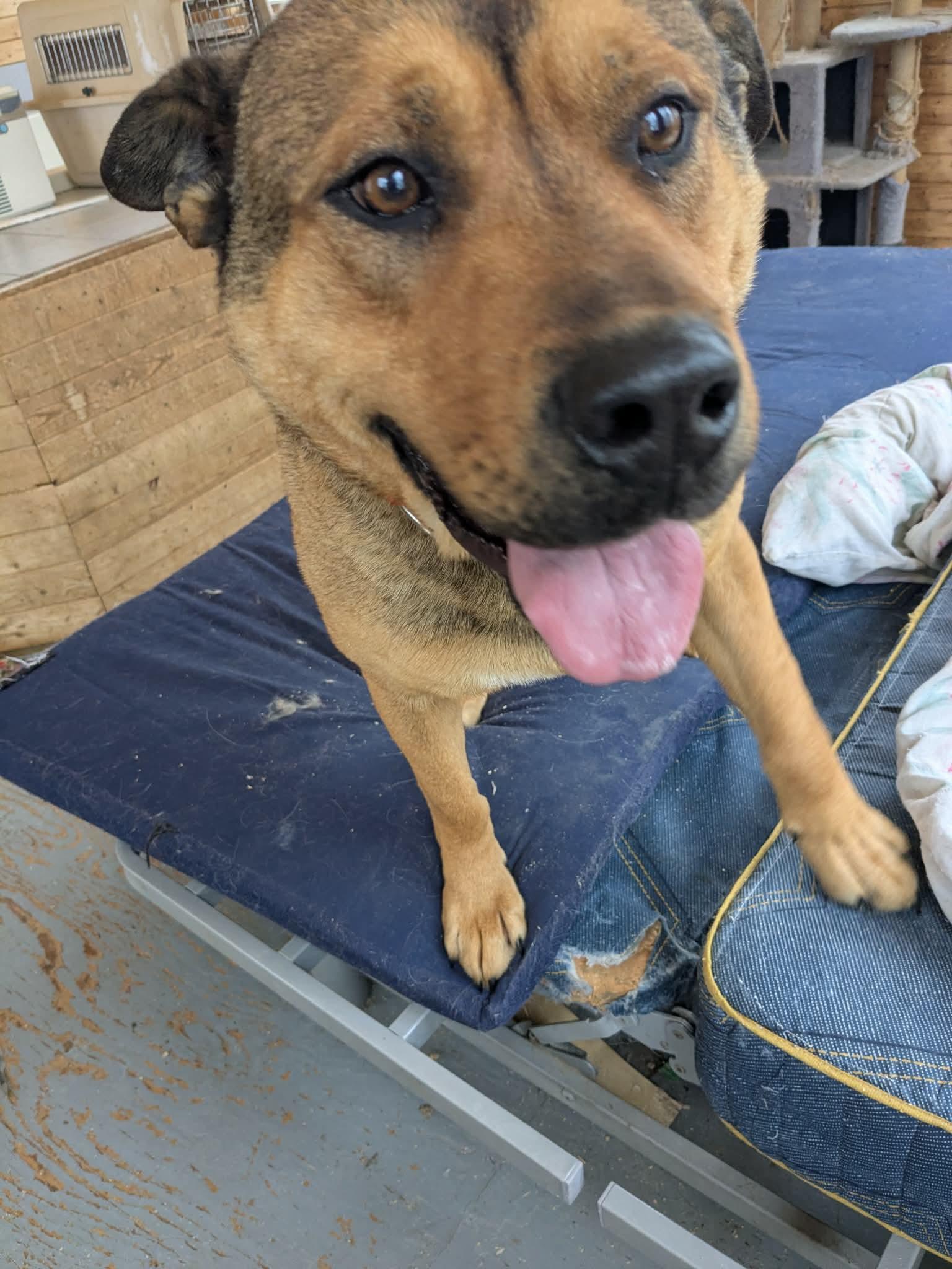 Enlarge Philip, a ADOPTABLE mixed breed in Winnipeg, MB image 2/4