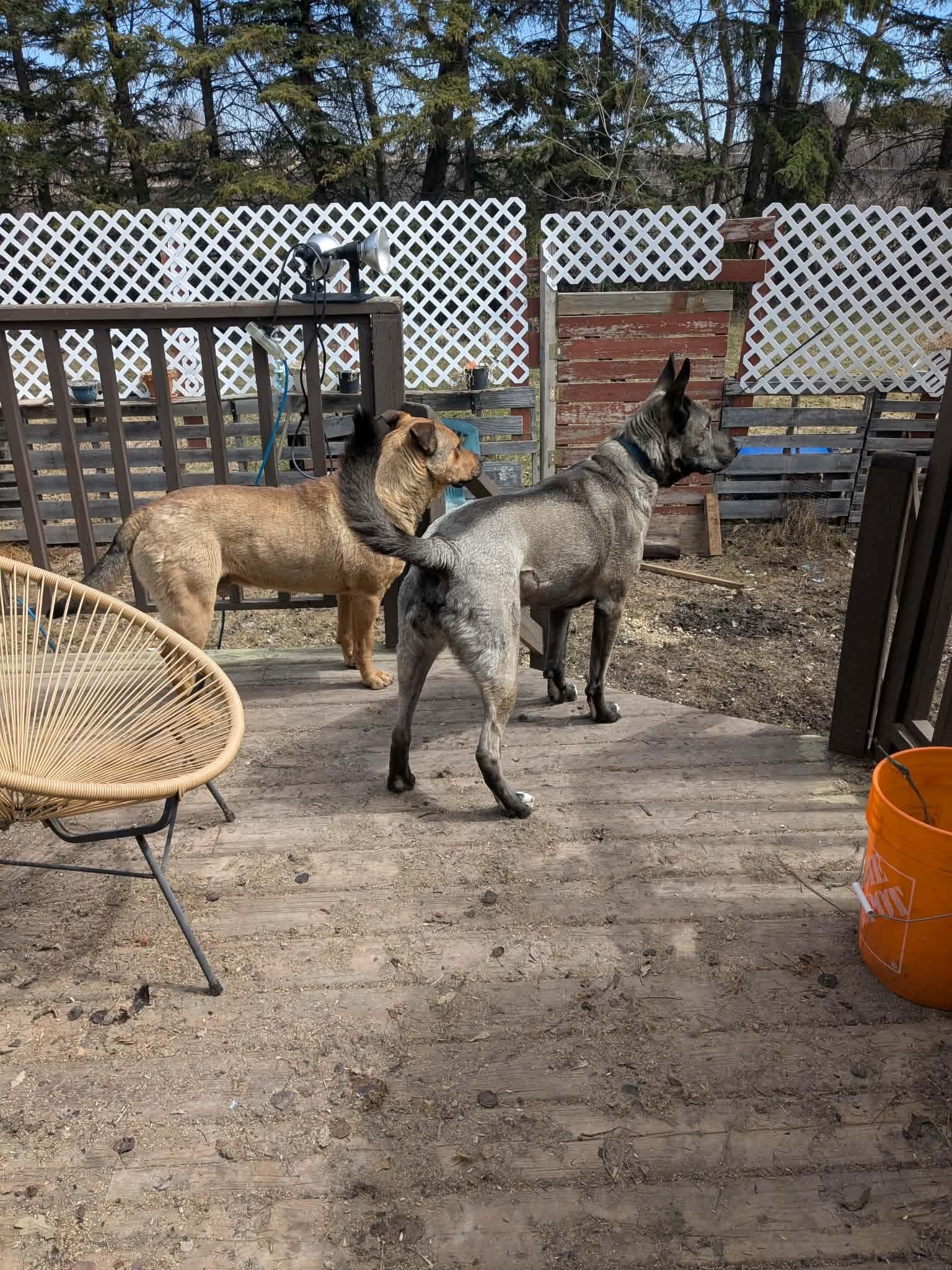 Enlarge Philip, a ADOPTABLE mixed breed in Winnipeg, MB image 3/4