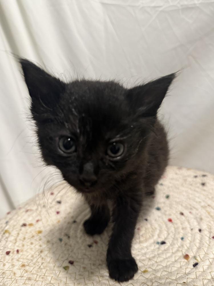 Dickens, Adoptable, Kitten Male Domestic Short Hair.