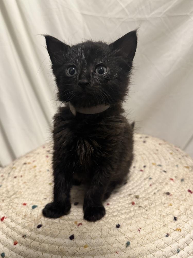 Enlarge Dickens, a Adoptable Domestic Short Hair in Palatine, IL image 2/3
