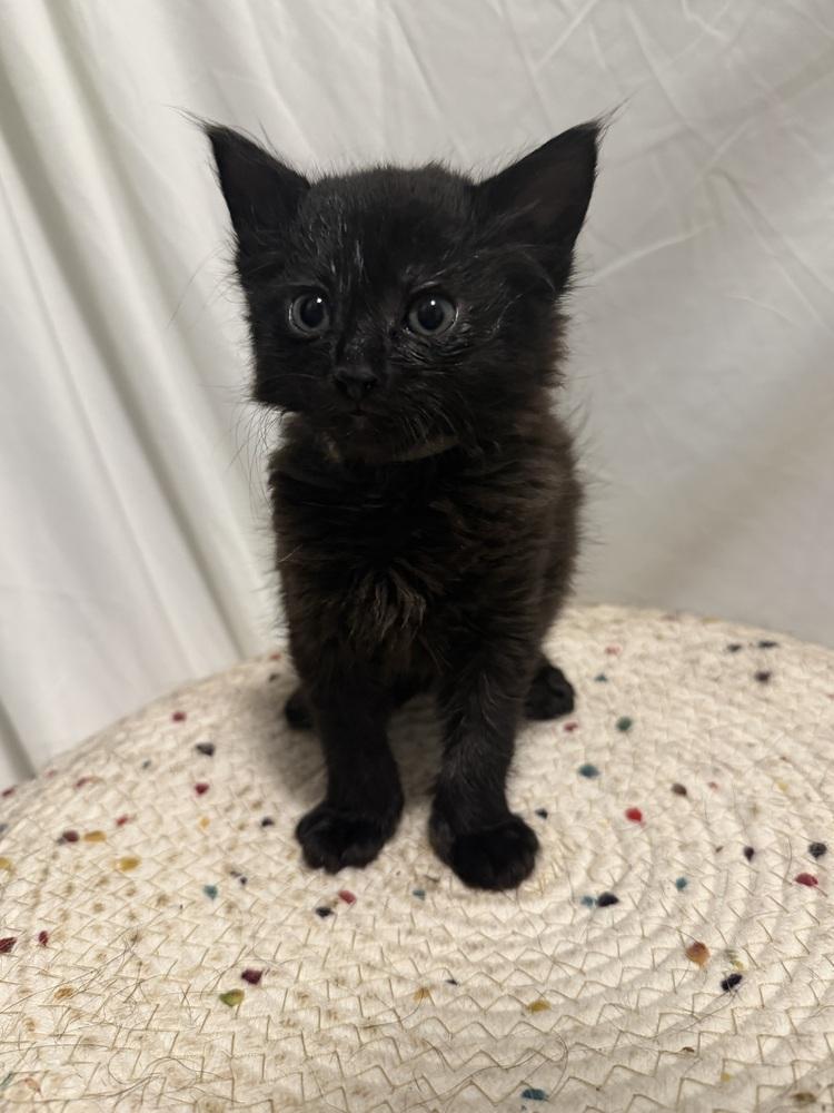 Enlarge Dickens, a Adoptable Domestic Short Hair in Palatine, IL image 3/3