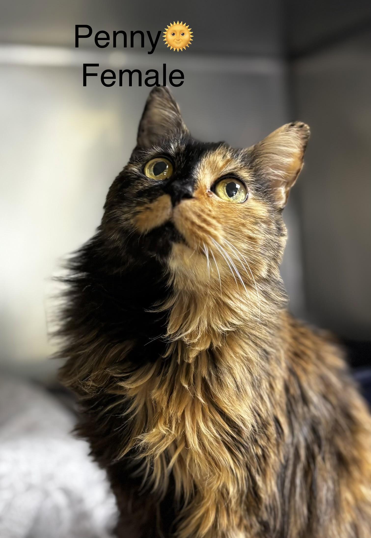 Enlarge Penny, an adopted mixed breed in Calais, ME image 2/4