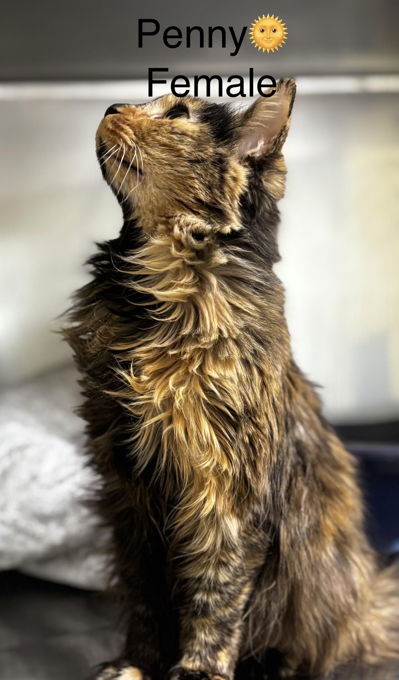 Enlarge Penny, an adopted mixed breed in Calais, ME image 4/4