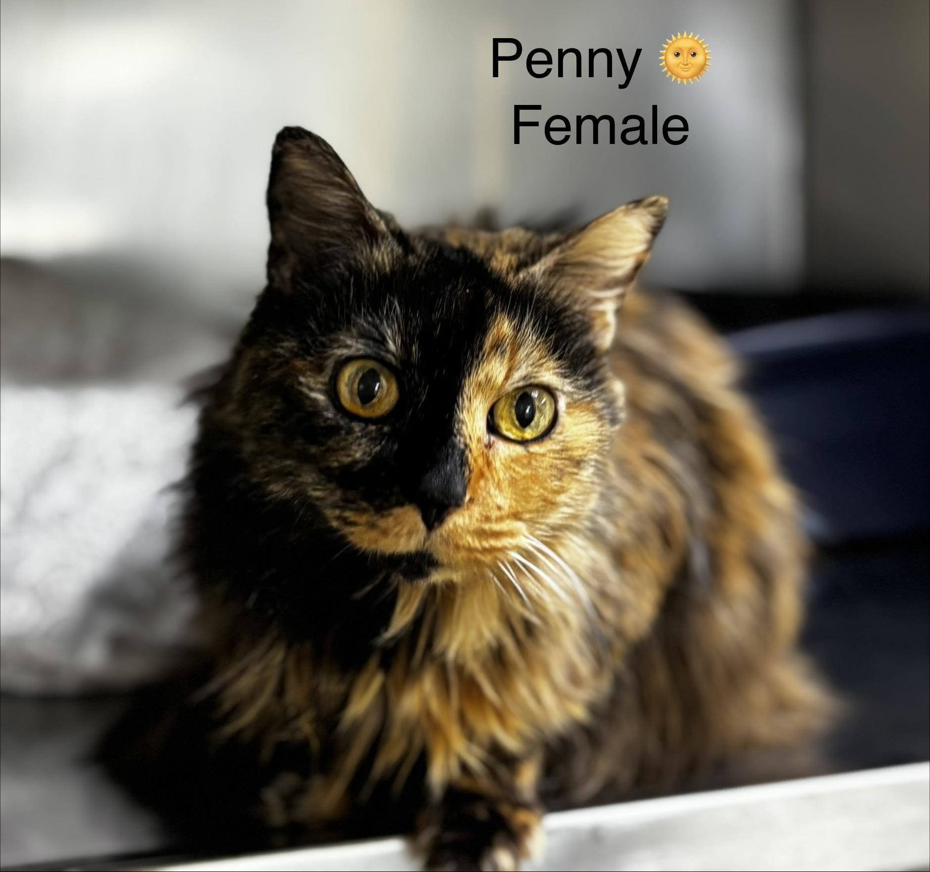 Enlarge Penny, an adopted mixed breed in Calais, ME image 3/4