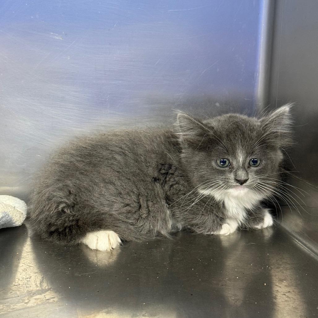 Corky, Adoptable, Kitten Male Domestic Short Hair.