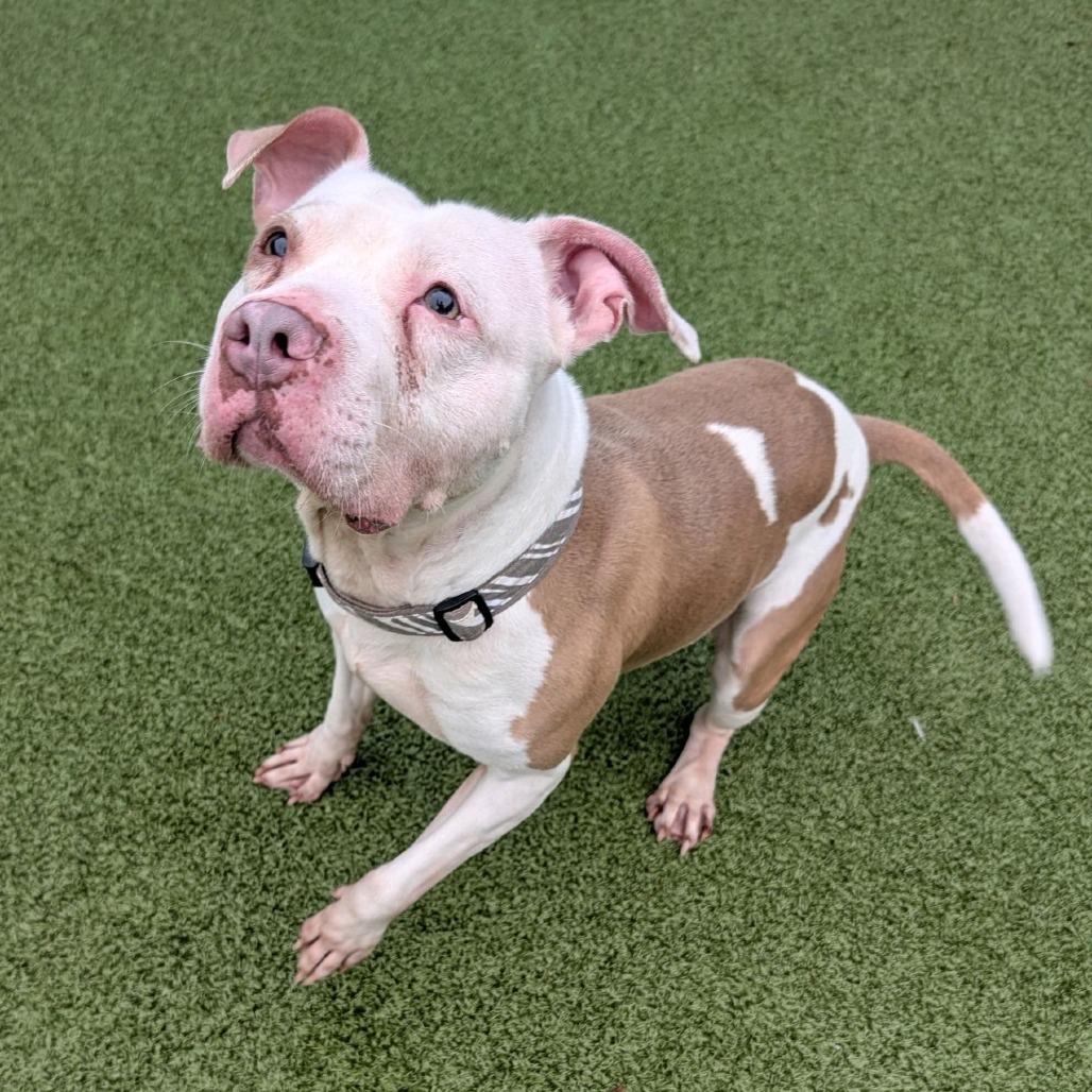 Tater, Adoptable, Adult Male Pit Bull Terrier.