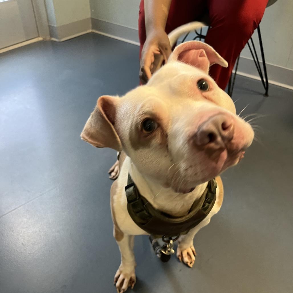 Enlarge Tater, a Adoptable Pit Bull Terrier in Greensboro, NC image 2/6
