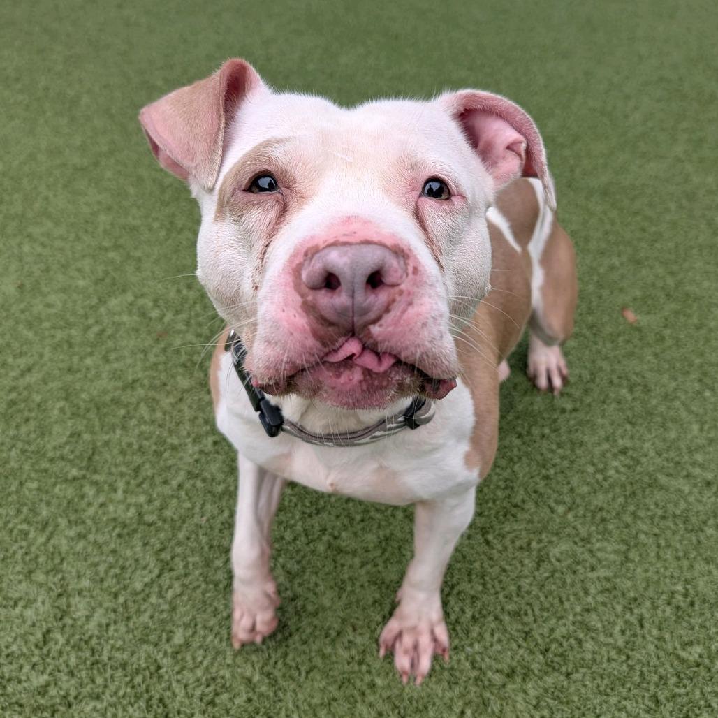 Enlarge Tater, a Adoptable Pit Bull Terrier in Greensboro, NC image 3/6