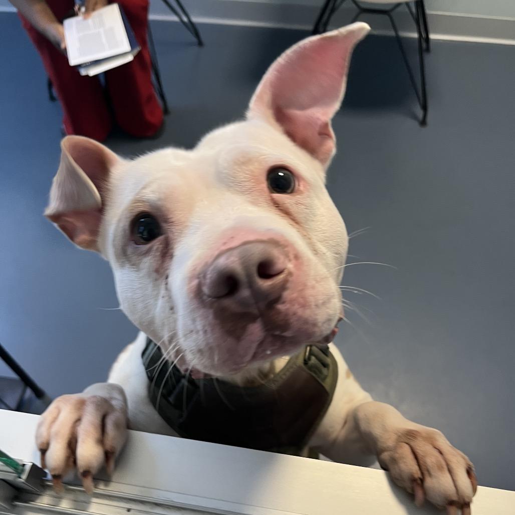 Enlarge Tater, a Adoptable Pit Bull Terrier in Greensboro, NC image 5/6