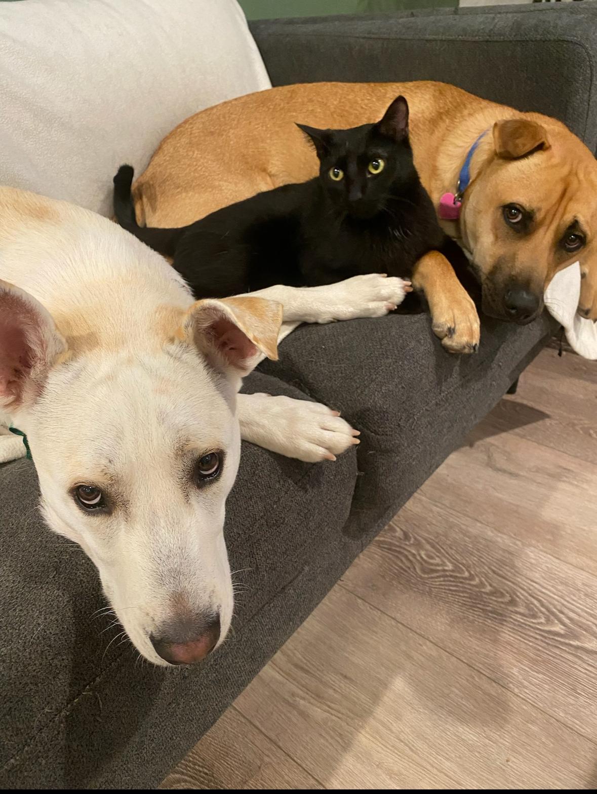 Enlarge Archie, an adoption pending mixed breed in Santee, CA image 2/4